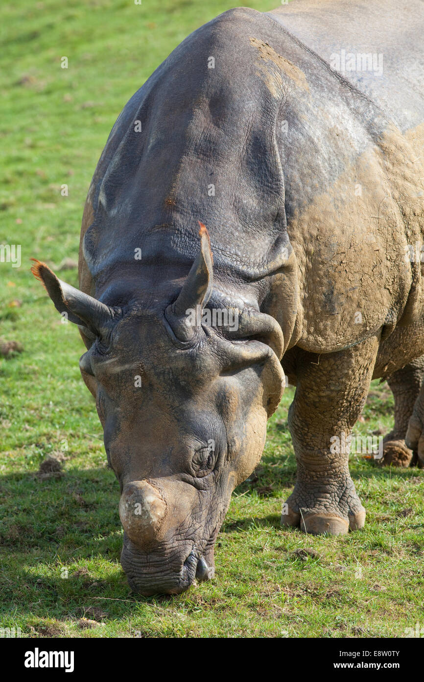 Les Indiens d'Asie, ou des rhinocéros à une corne (Rhinoceros unicornis). Le pâturage. Le zoo de Whipsnade, ZSL, Bedfordshire. L'Angleterre. UK Banque D'Images