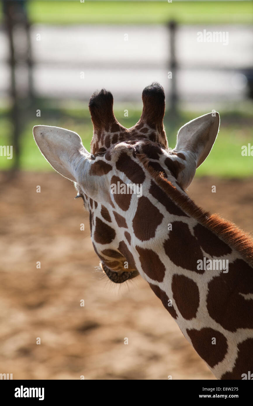 Giraffe réticulée (Giraffa camelopardalis reticulata). Vue de la tête de l'arrière, montrant les marques typiques de la sous-espèce. Banque D'Images