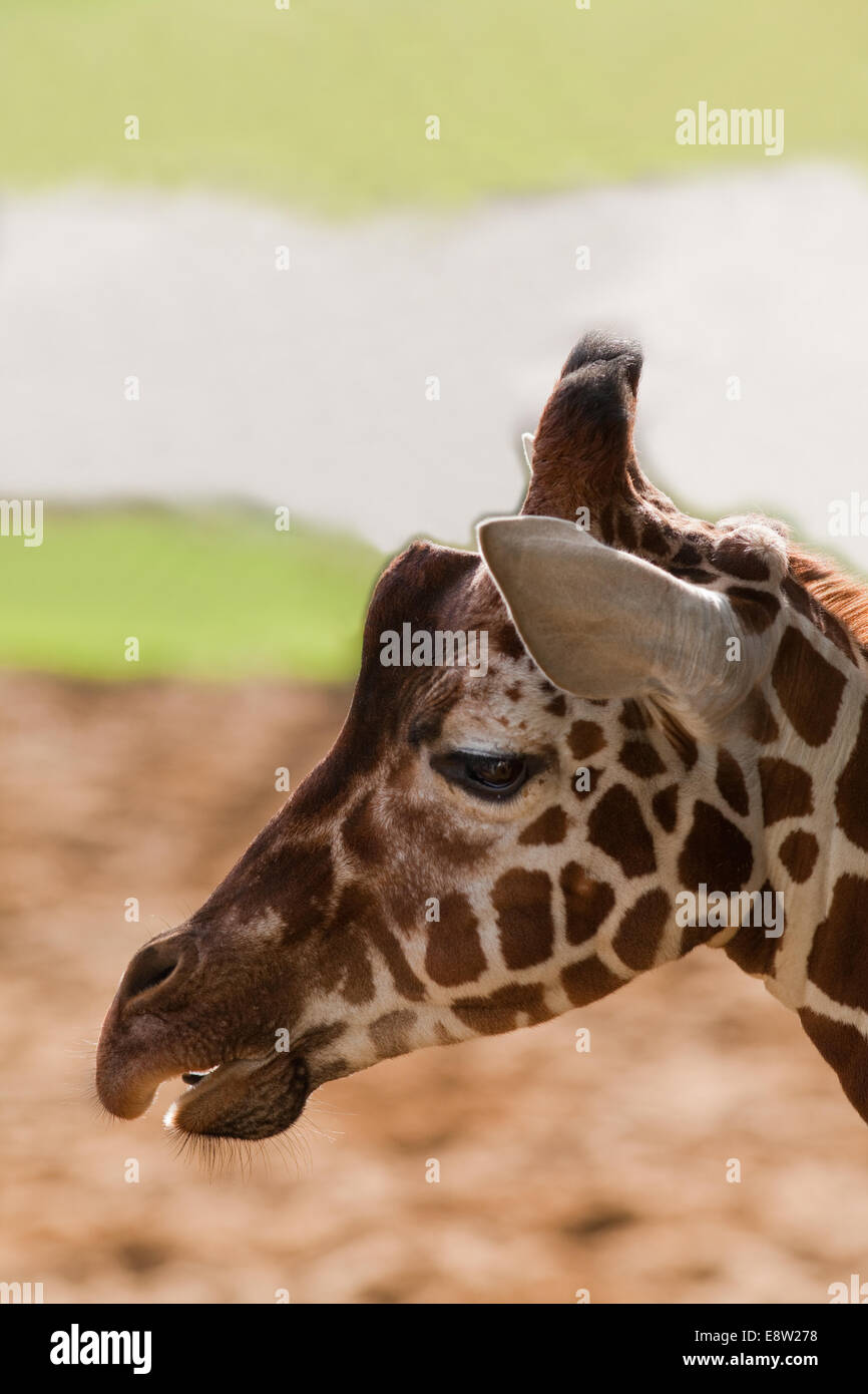 Giraffe réticulée (Giraffa camelopardalis reticulata). Montrant la tête de marquage typique de la sous-espèce. Banque D'Images