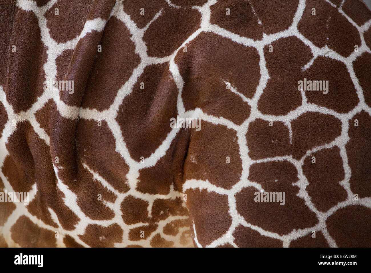 Giraffe réticulée (Giraffa camelopardalis reticulata). Côté gauche, le flanc,. Marquages typiques de cette sous-espèce. Banque D'Images