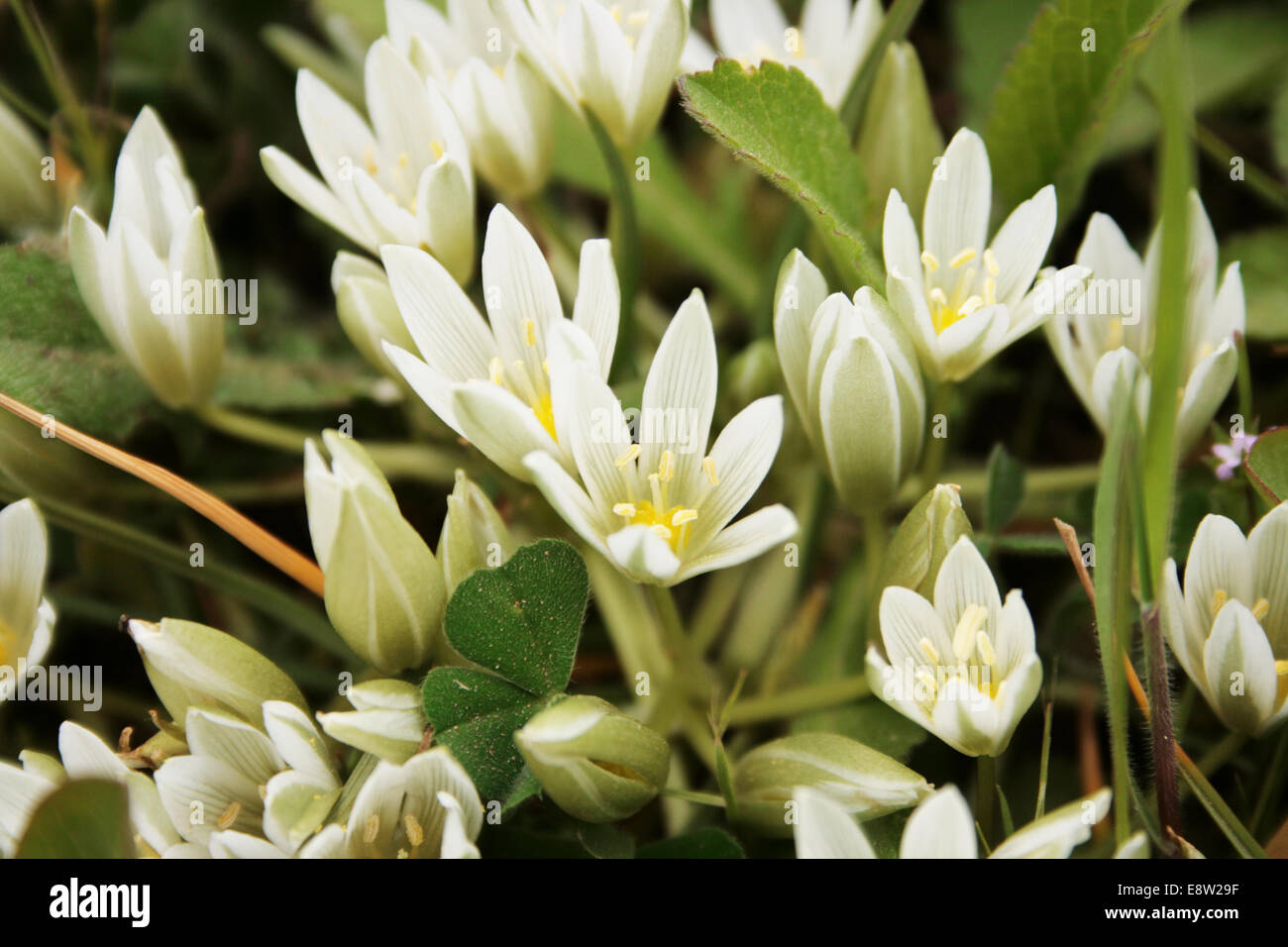 Fleurs de printemps blanc Banque D'Images