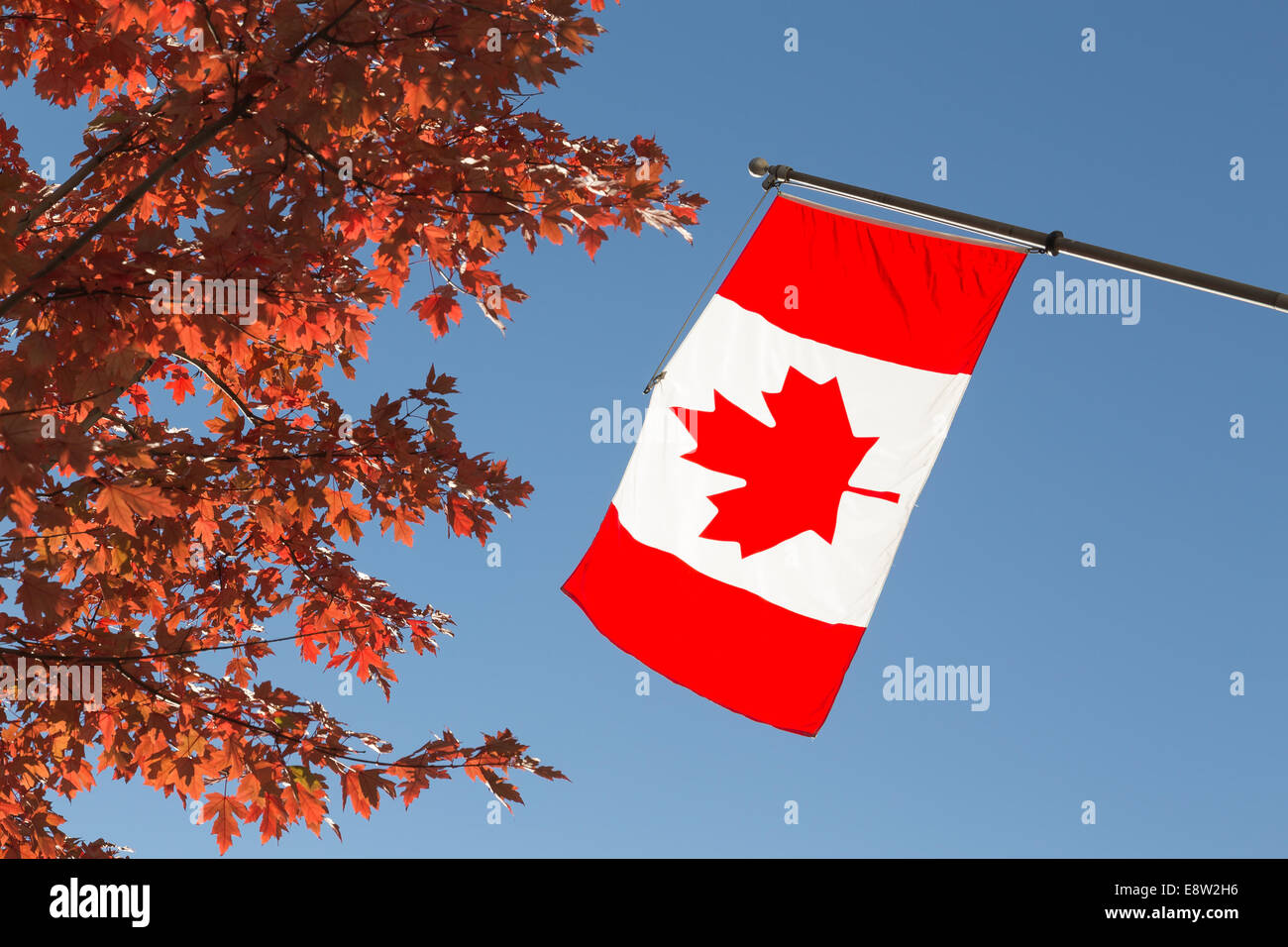 Le drapeau national du Canada et d'un érable Banque D'Images