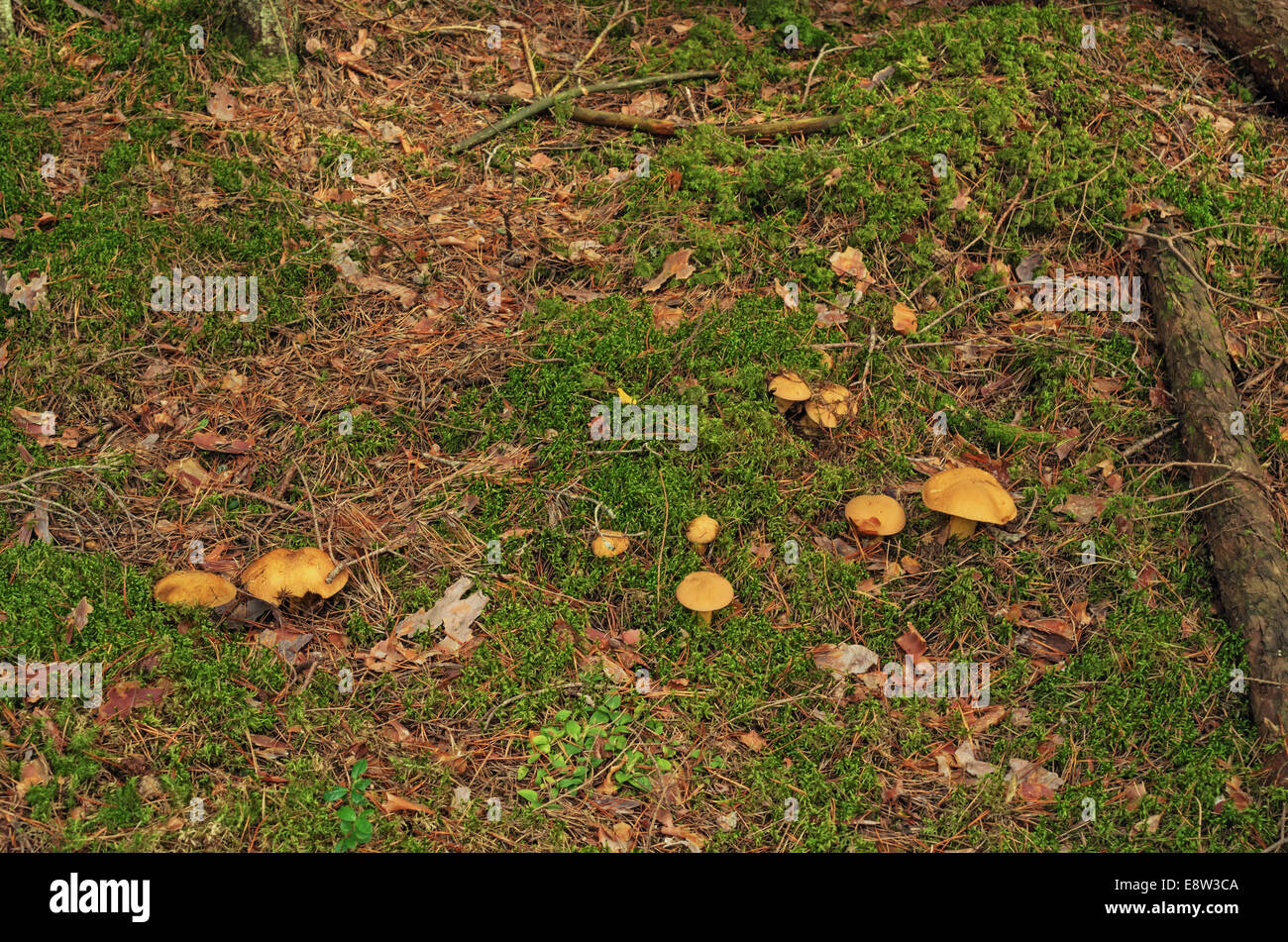 Des champignons dans le bois de l'automne. Champignons jaune sur une mousse verte. Banque D'Images