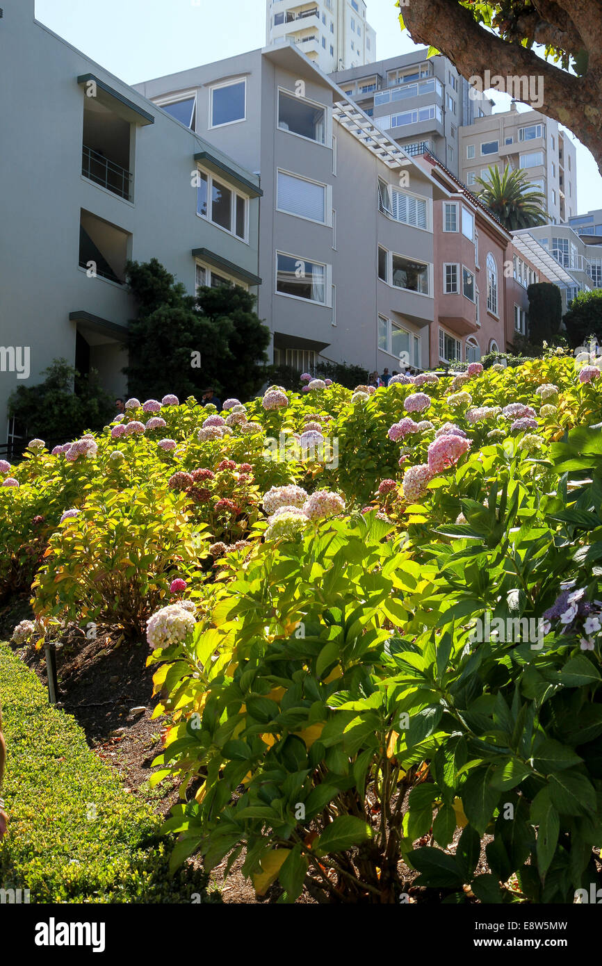 Fleurs le long de Lombard Street, Russian Hill, San Francisco Banque D'Images