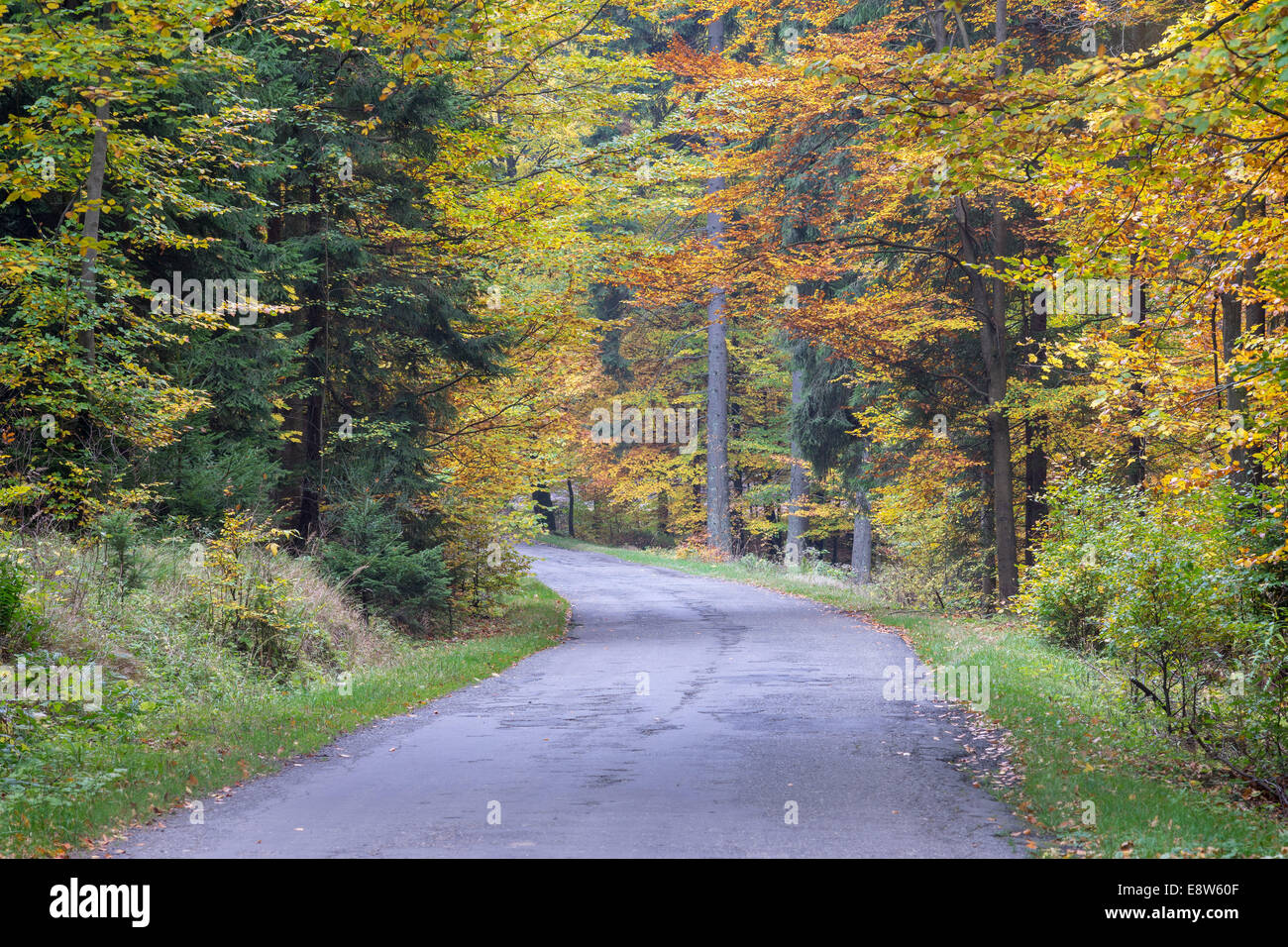Route dans la forêt d'automne Banque D'Images