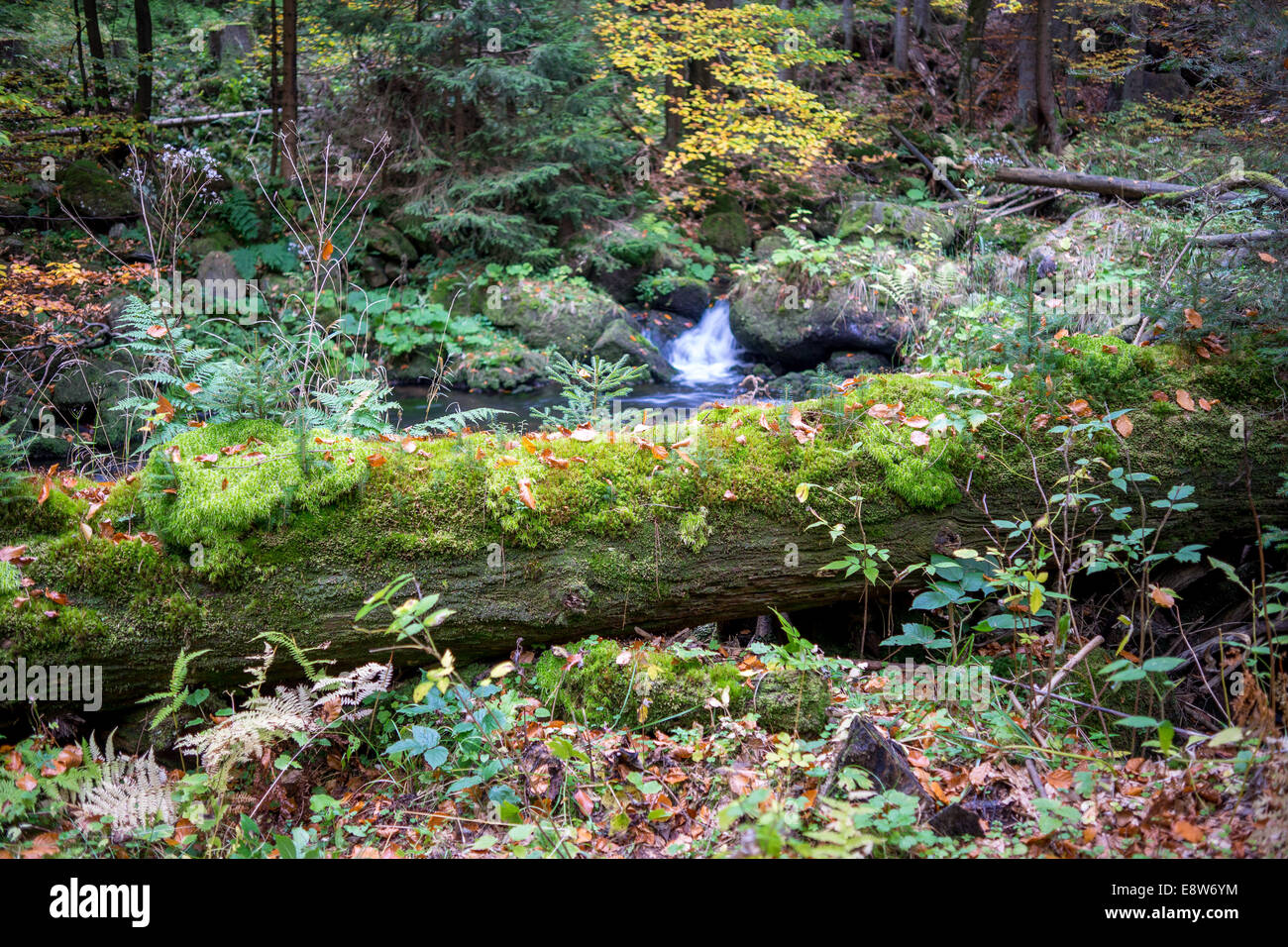 Tronc d'arbres couverts de mousse Banque D'Images
