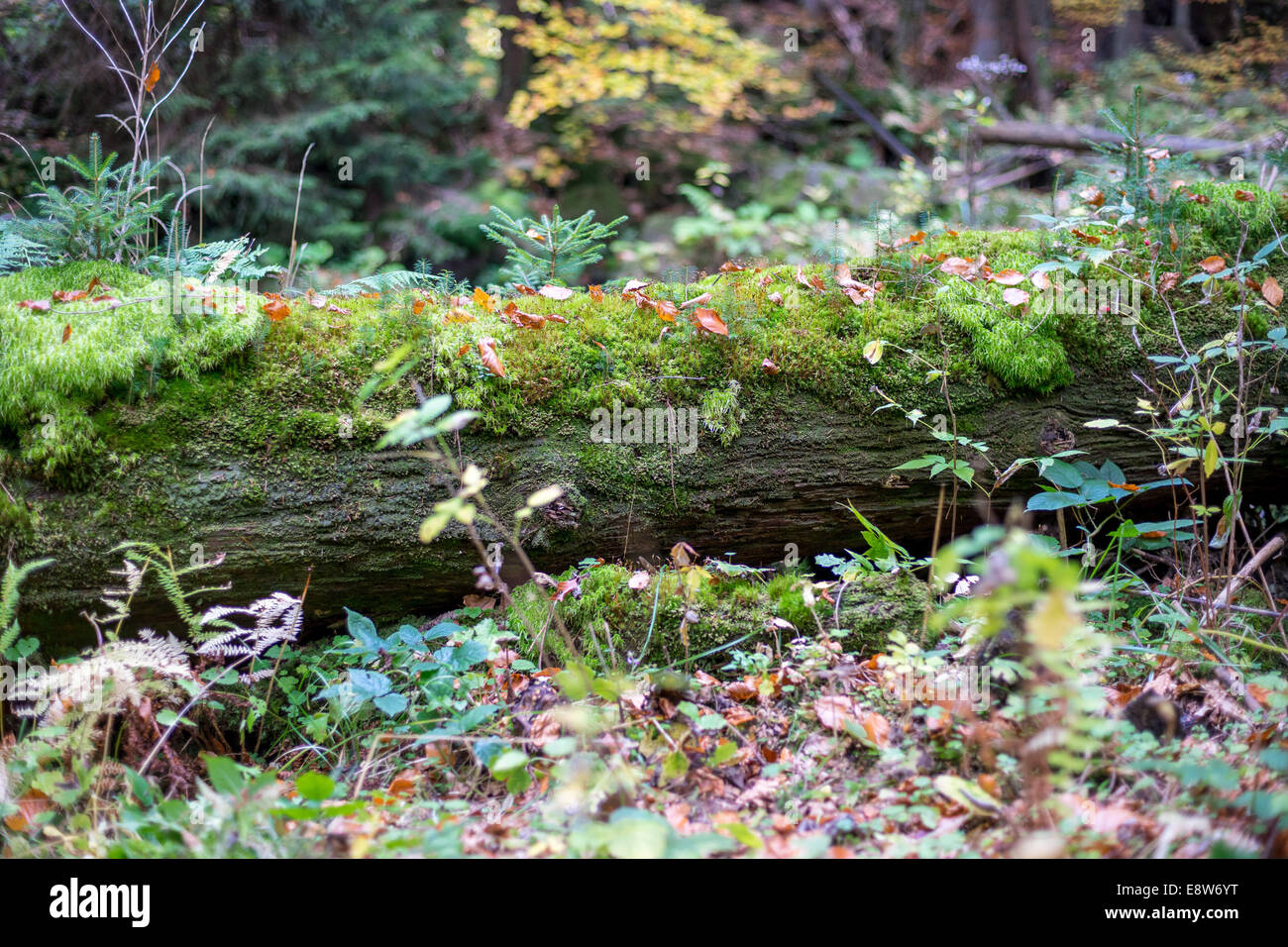 Tronc d'arbres couverts de mousse Banque D'Images