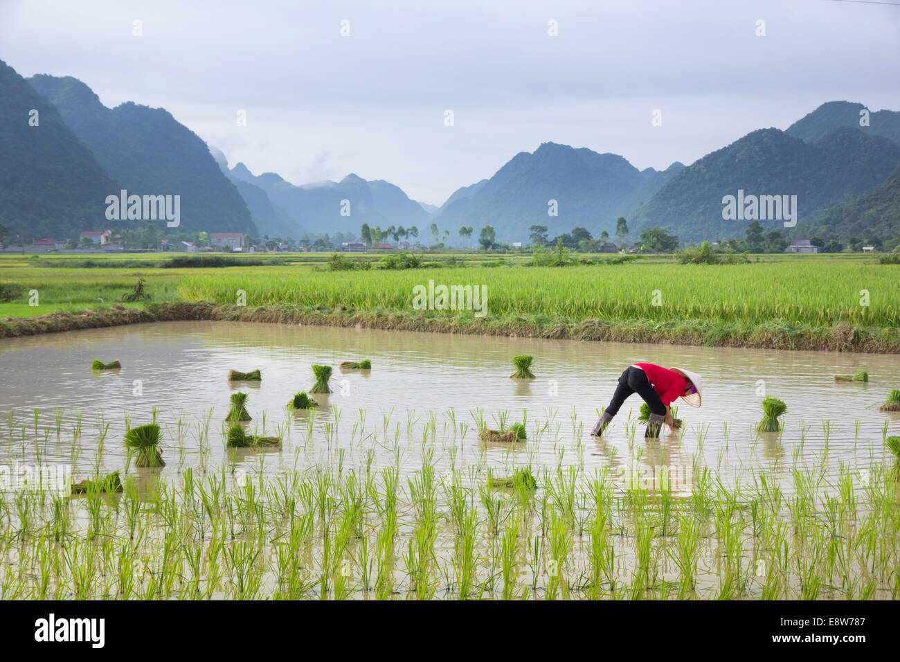 La transplantation des plants de riz Agriculteurs du Vietnam sur la parcelle de terrain Banque D'Images