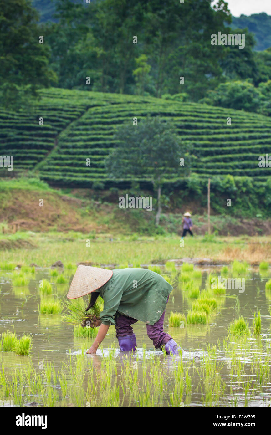 La transplantation des plants de riz Agriculteurs du Vietnam sur la parcelle de terrain Banque D'Images