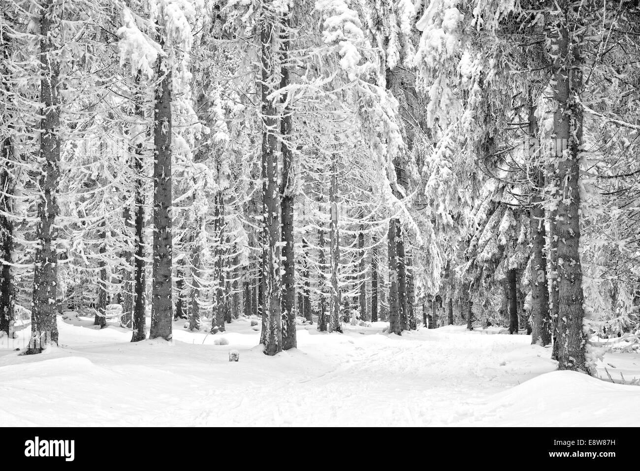 Forêt d'hiver avec des arbres couverts de neige Banque D'Images