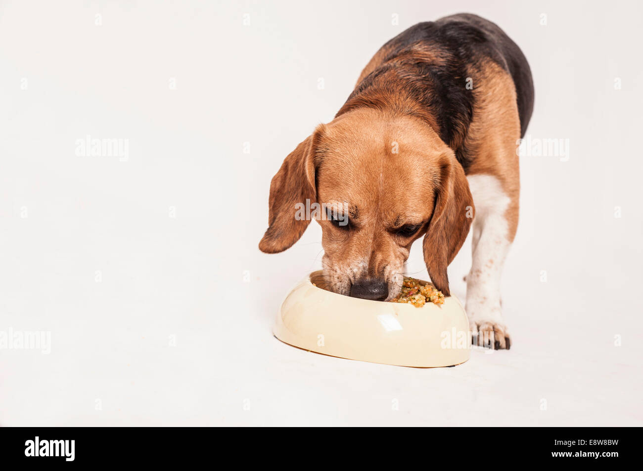 Alimentation Beagle sur la viande et les légumes, le régime BARF Banque D'Images