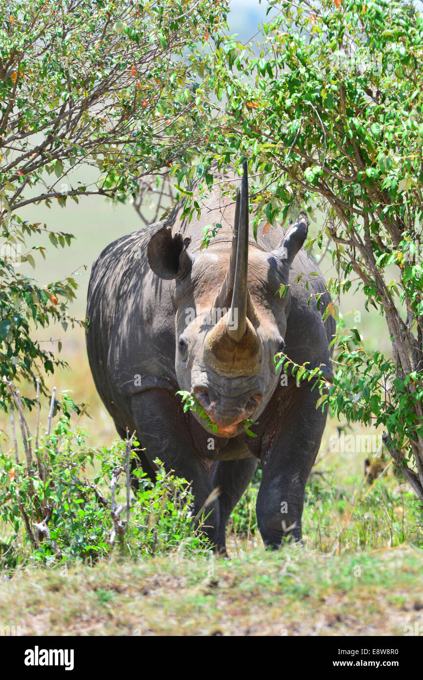 Le Masai Mara Black Rhino Banque D'Images