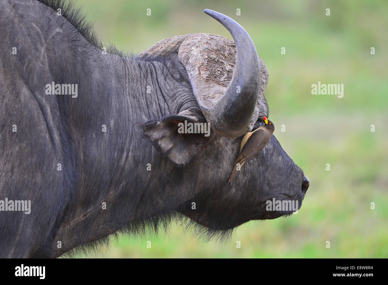 Le Masai Mara Buffle Banque D'Images