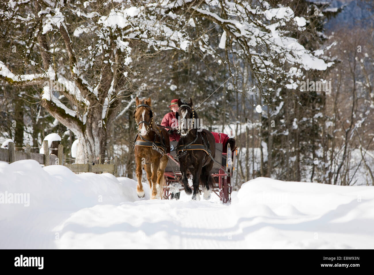 Poneys Gallois avec traîneau en hiver, en carriole, Söll, Tyrol, Autriche Banque D'Images