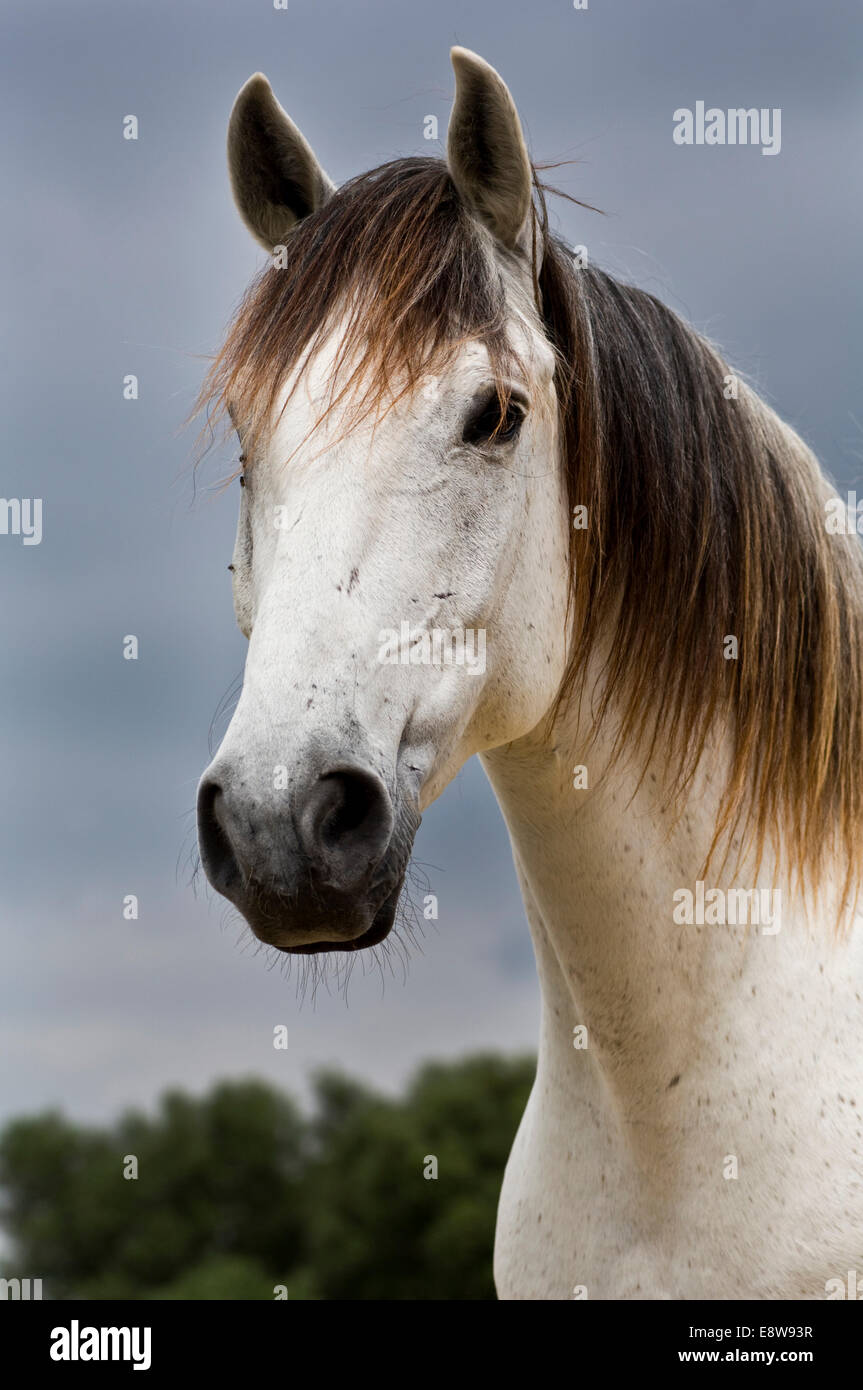 Hongre, cheval lusitanien, White Horse, Andalousie, Espagne Banque D'Images