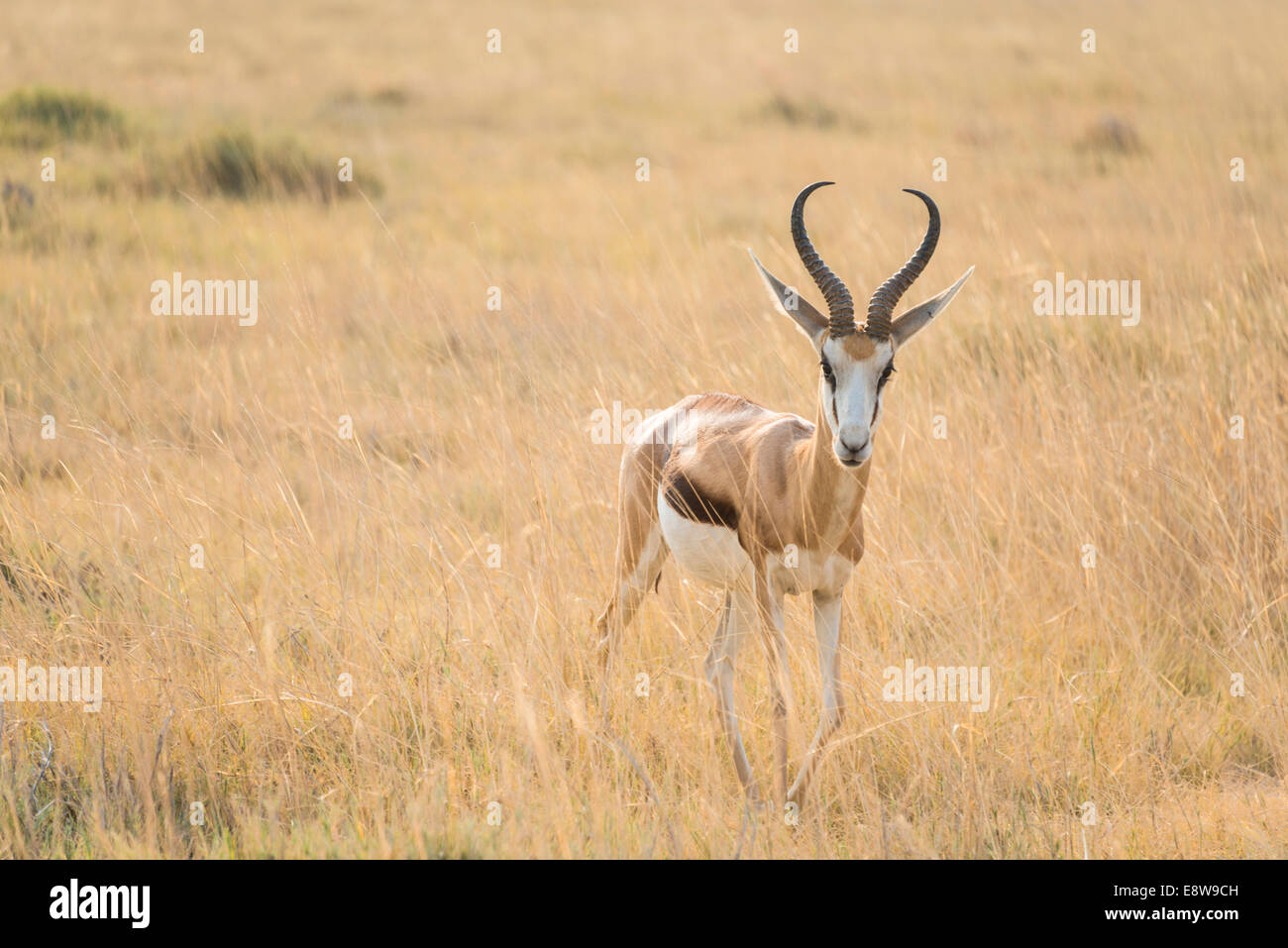 Le Springbok (Antidorcas marsupialis), Etosha National Park, Namibie Banque D'Images