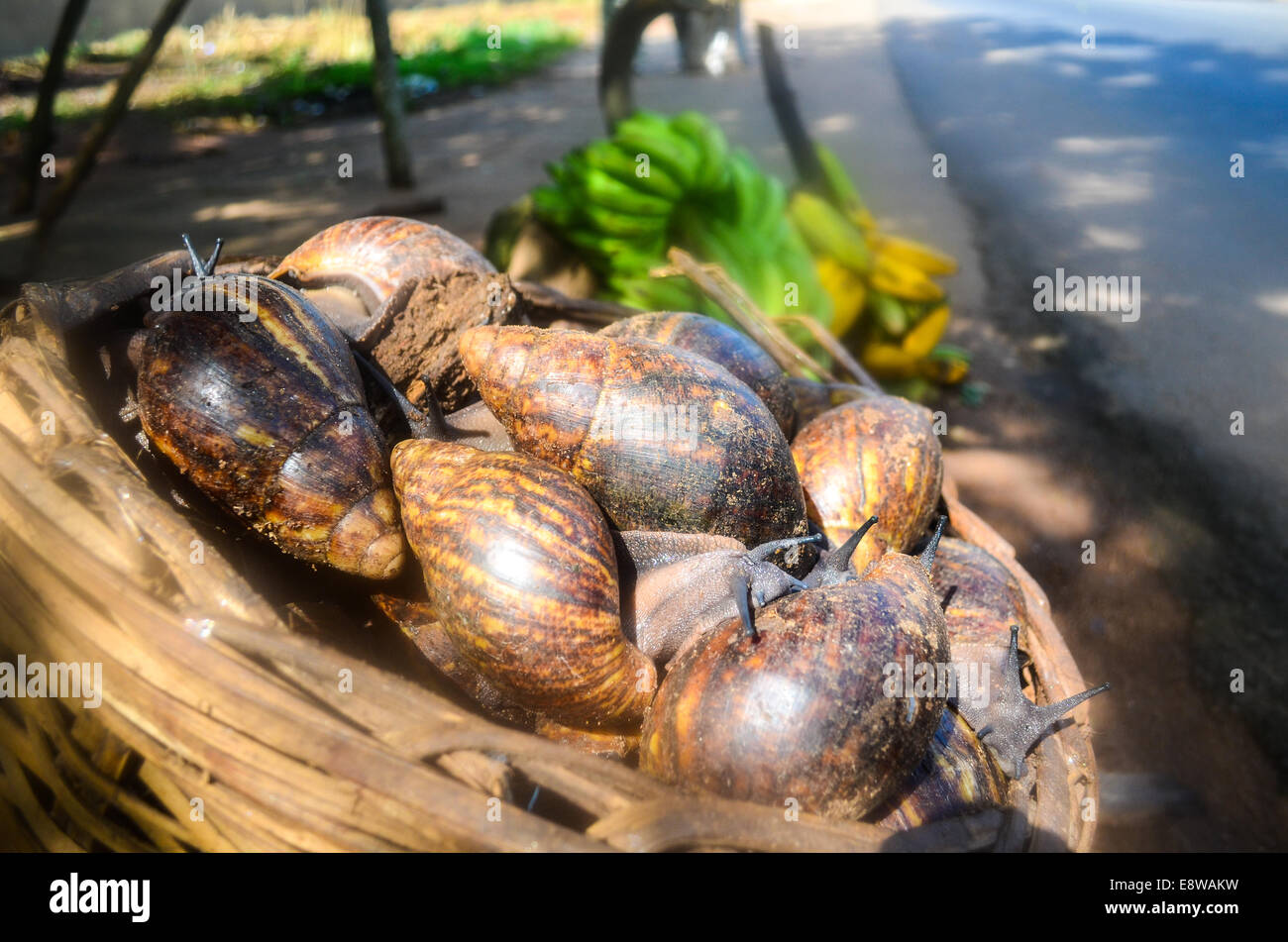 Au Nigeria d'escargots, escargots à la vente par la route Banque D'Images
