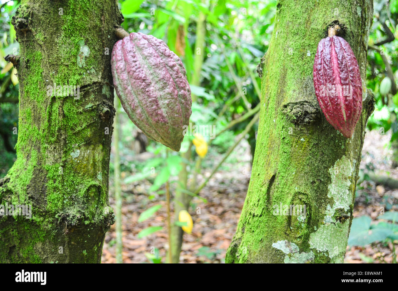 Deux gousses de cacao dans une plantation près de Segou, au sud du Nigeria Banque D'Images