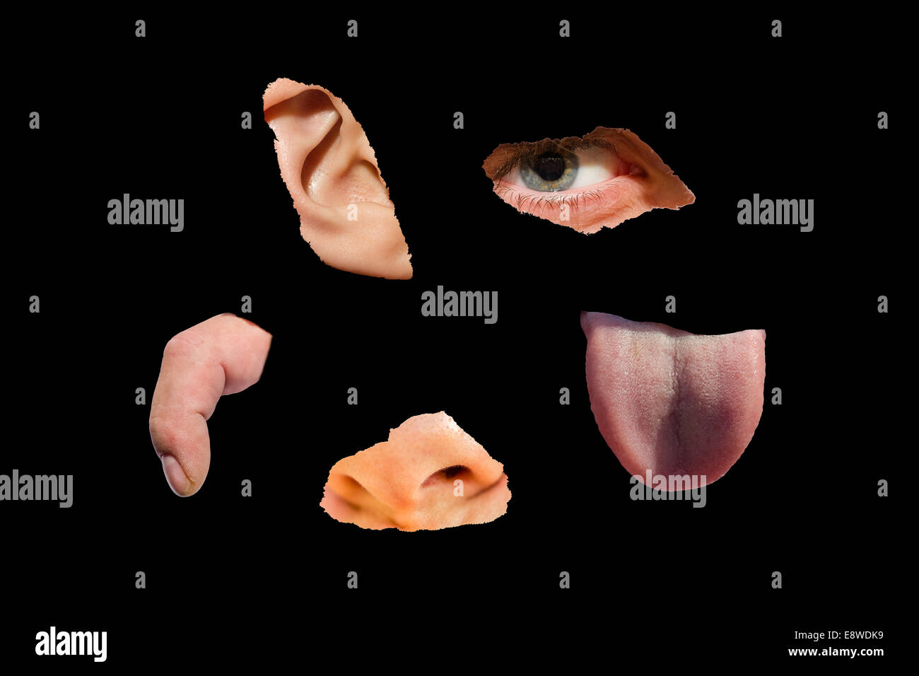 Collage cinq sens - Noir. Collage de cinq photographies d'une macro de l'oeil, oreille, nez, doigt, et de la langue Banque D'Images