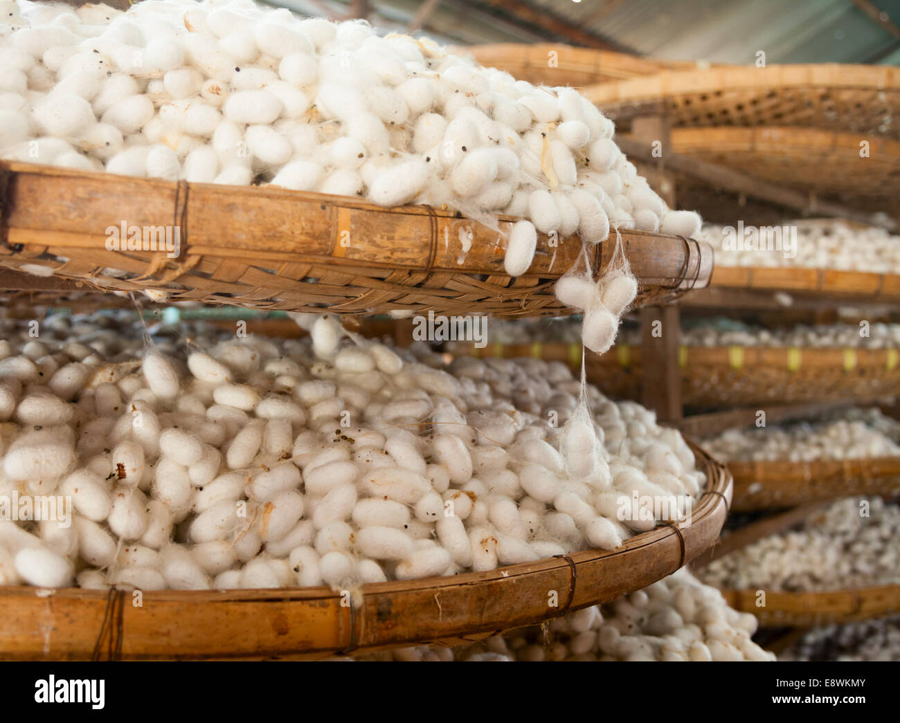 Les cocons de vers à soie avec des paniers dans une usine de soie Banque D'Images
