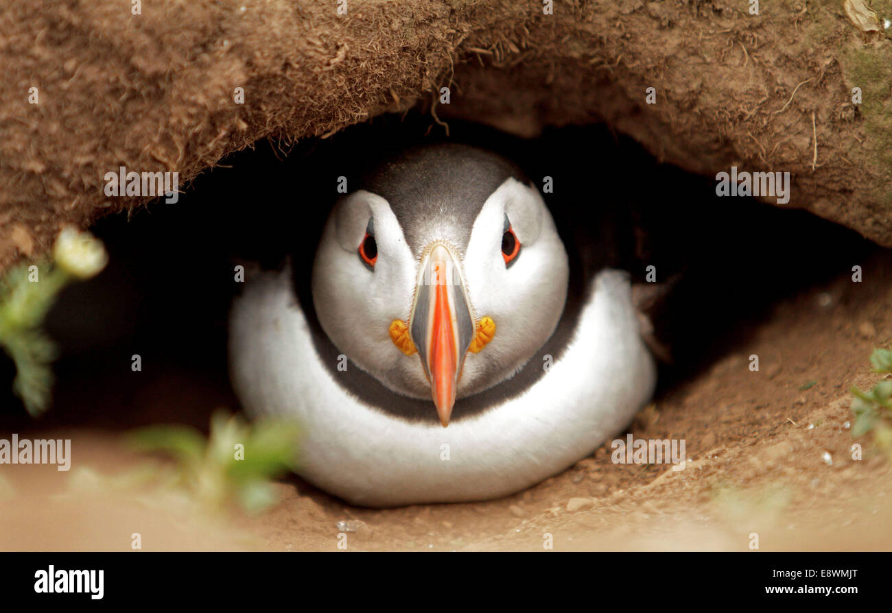 Un des oiseaux de mer Les oiseaux de mer Macareux Banque D'Images