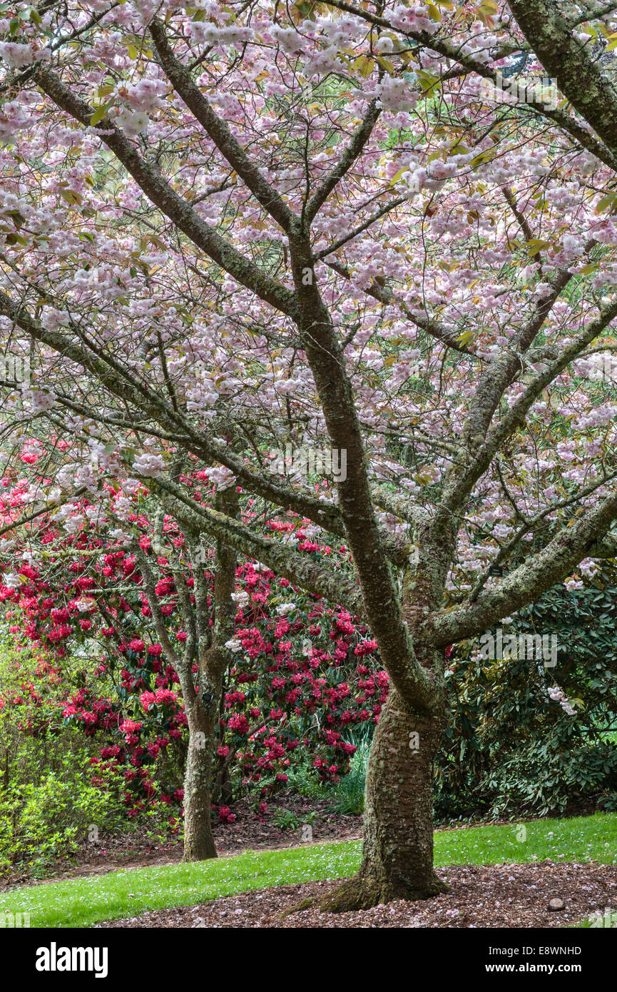 Printemps dans le jardin Trelissick, Truro, Cornouailles, Royaume-Uni. Prunus 'Shirofugen' et rhododendron 'Daphne Dafarne' Banque D'Images