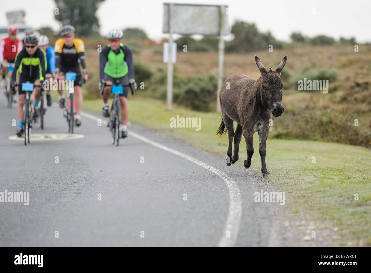 Un âne se mêle aux cyclistes pendant les 'Wiggle Nouvelle Forêt 100 Sportive', parc national New Forest, Hampshire, Angleterre. Banque D'Images