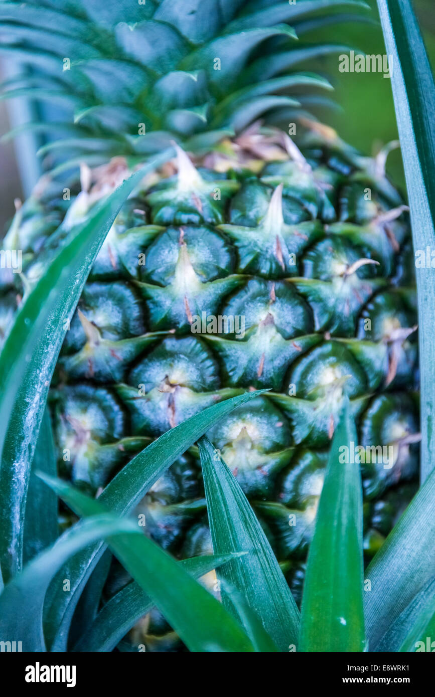 Gros plan sur les ananas fruit vert texture background hawaii tropical Banque D'Images