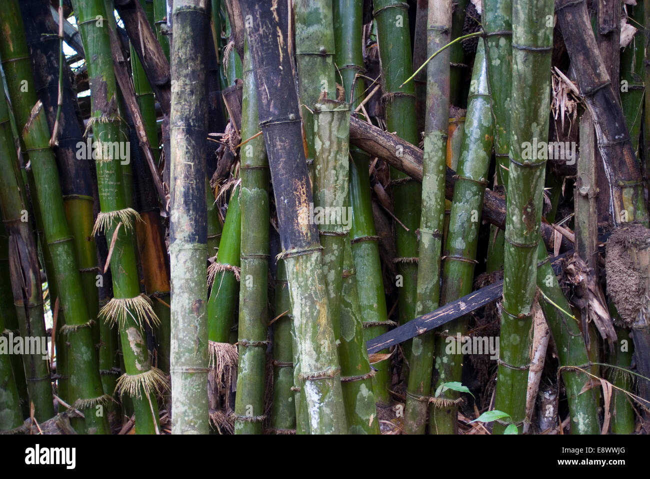 Près de bambou les cascades de Valence, Parc National Naturel de Tayrona, près de Santa Marta, Colombie Banque D'Images