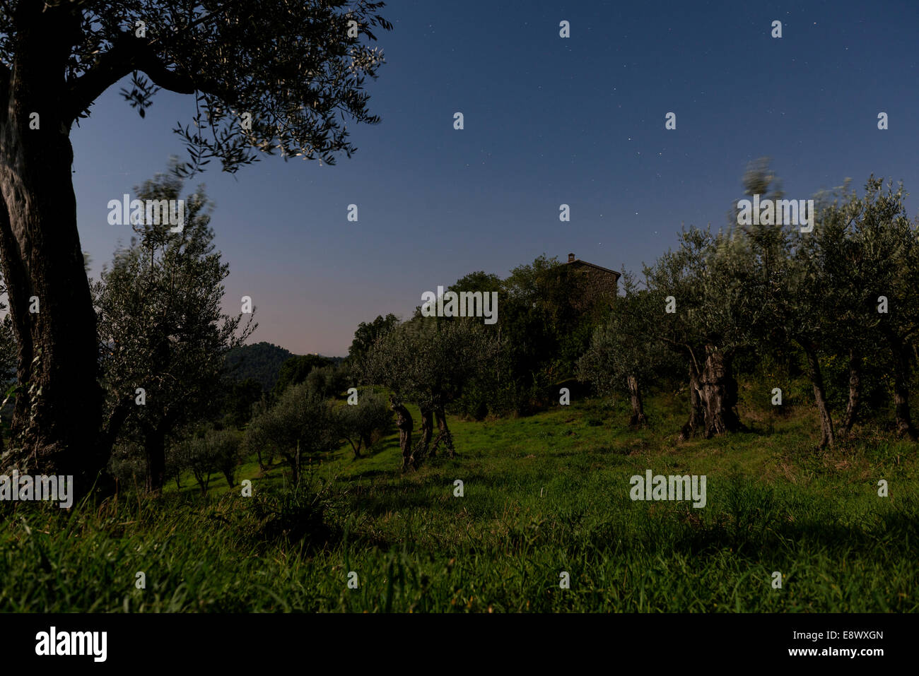 Olive Grove en Ombrie, Italie pendant la nuit Banque D'Images