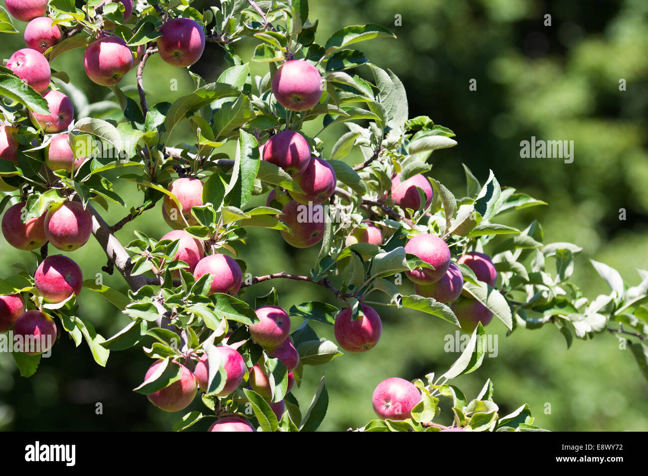 Apple Tree avec de nombreuses pommes Lobo pommes Banque D'Images