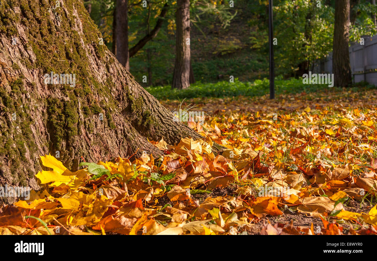 Paysage d'automne Banque D'Images