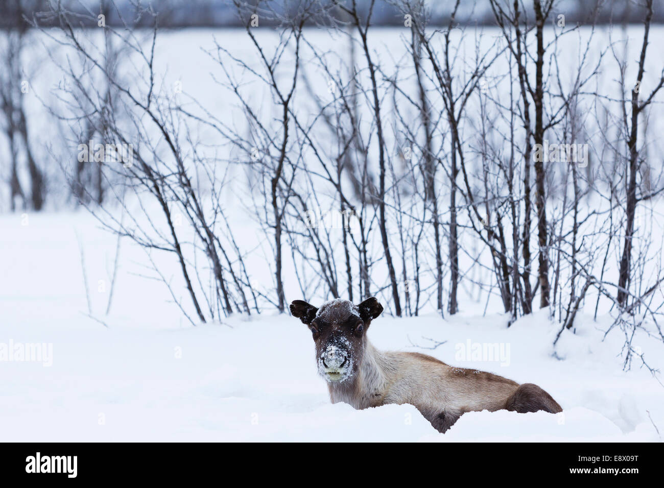 ABISKO (Suède) Taux de rennes dans la neige. Banque D'Images