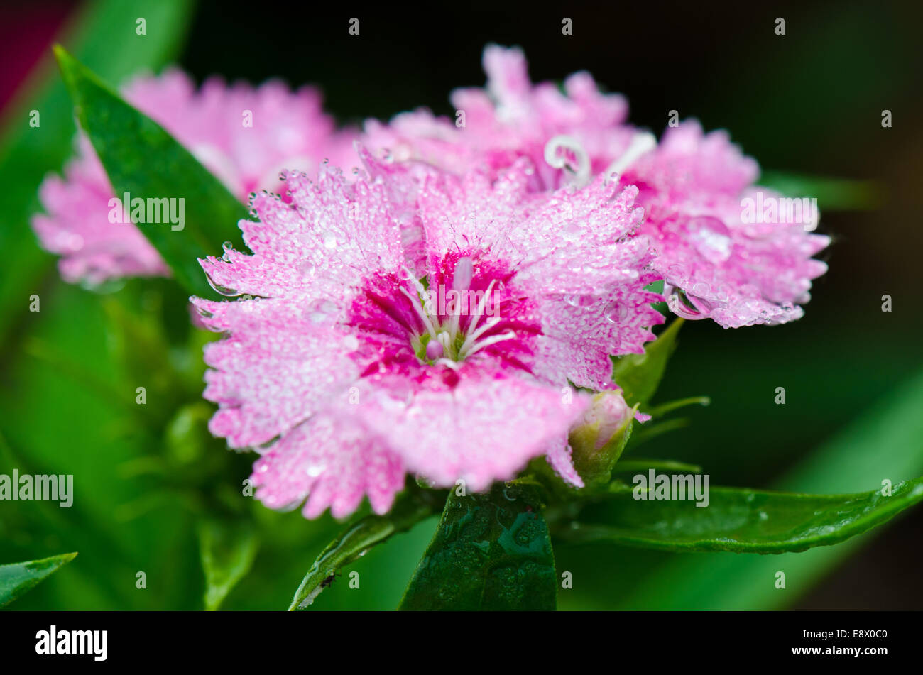 Close up ou Dianthus rose fleurs Sweet William remplie de gouttes de rosée Banque D'Images