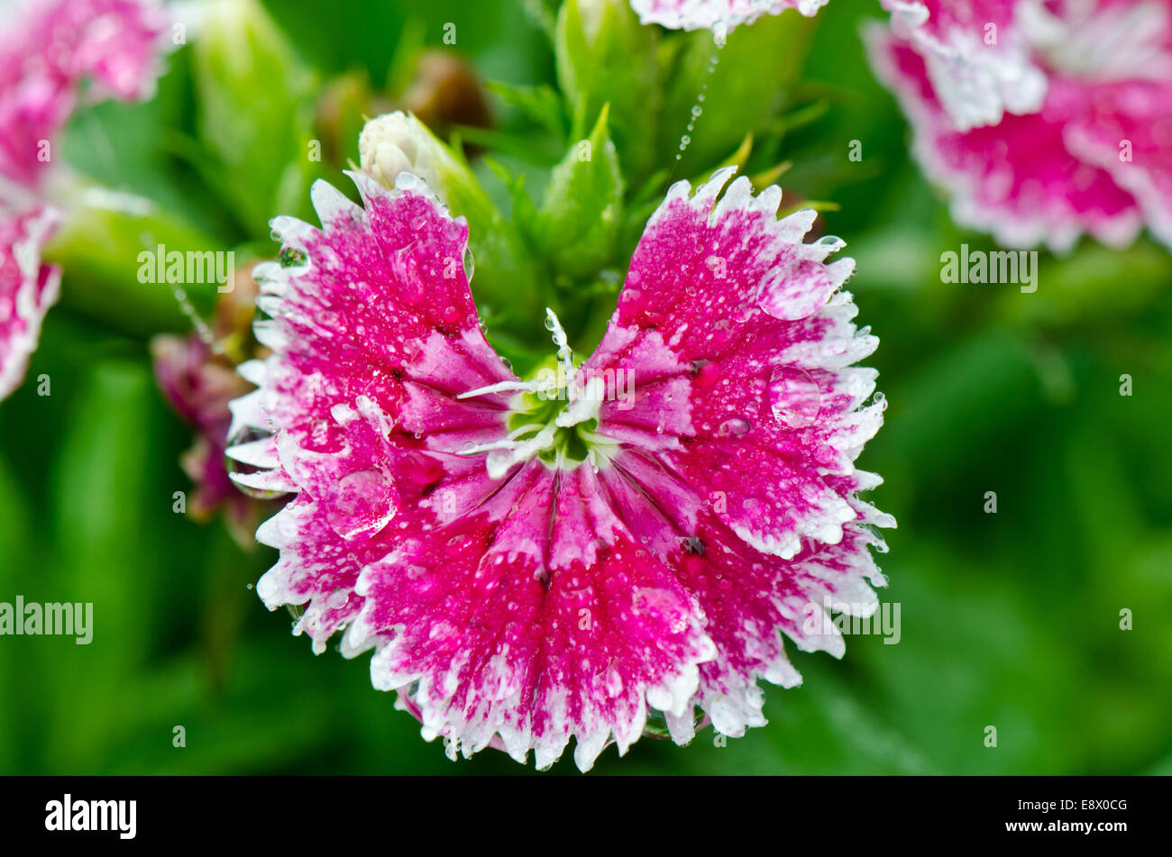 Close up ou Dianthus rose fleurs Sweet William remplie de gouttes de rosée Banque D'Images