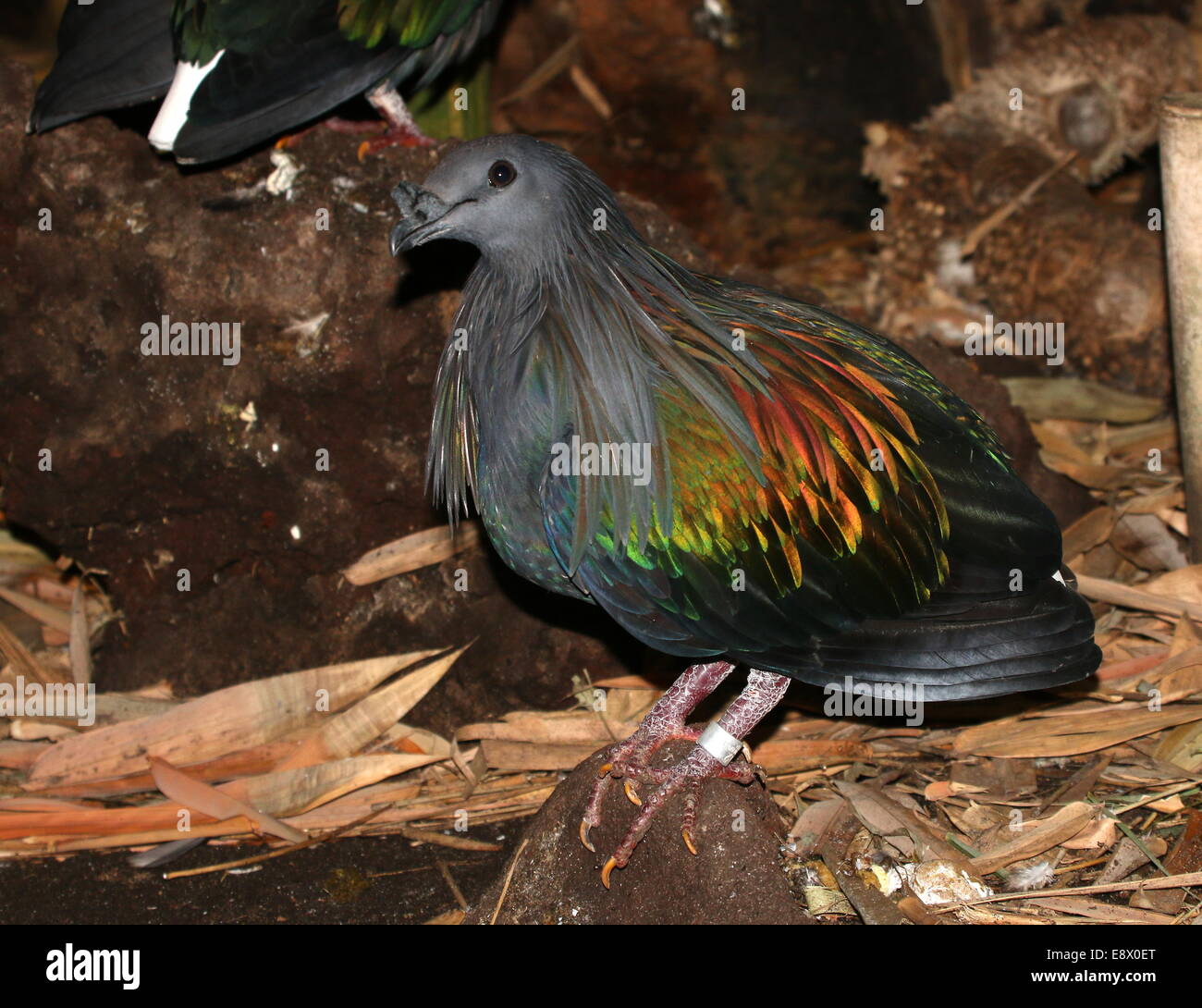 Pigeon Nicobar (Caloenas nicobarica) Banque D'Images