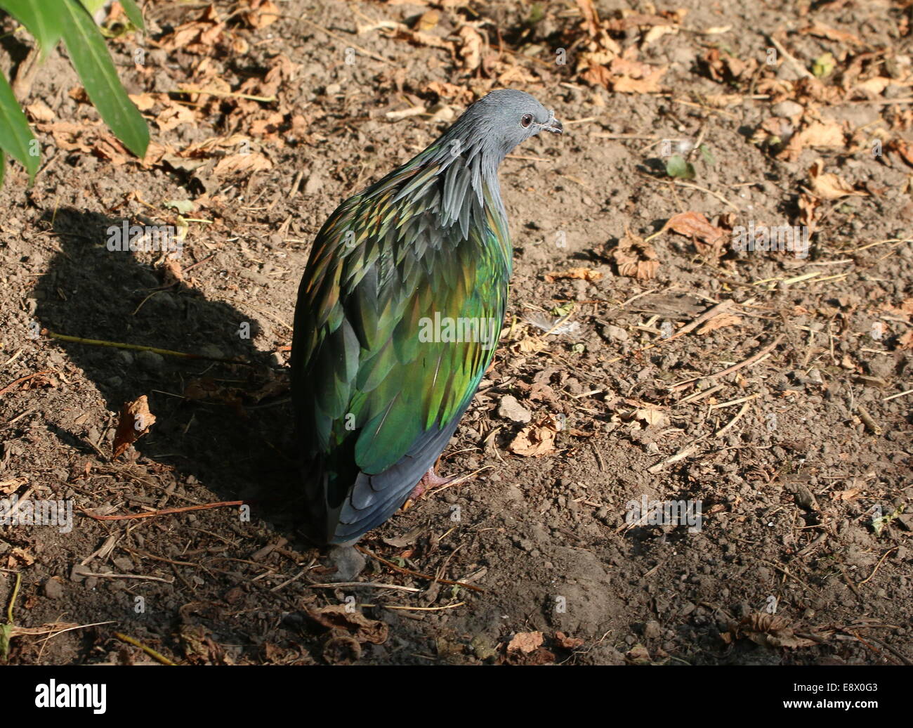 Pigeon Nicobar (Caloenas nicobarica) vue de l'arrière Banque D'Images