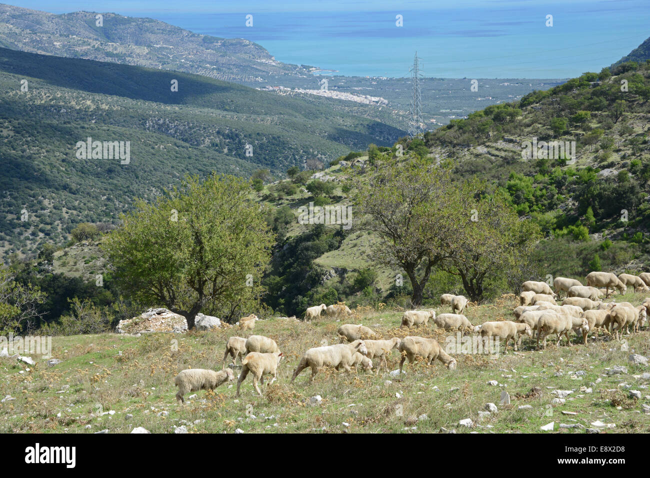 Troupeaux de brebis sur montagne, Monte Sant'Angelo, péninsule du Gargano, Pouilles, Italie Banque D'Images