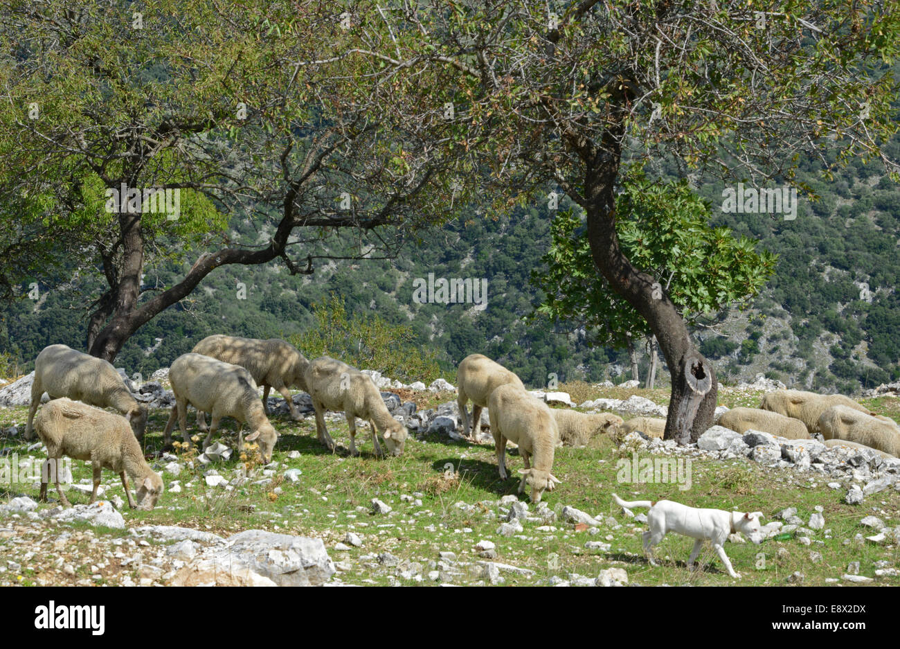 Troupeaux de brebis sur montagne, Monte Sant'Angelo, péninsule du Gargano, Pouilles, Italie Banque D'Images