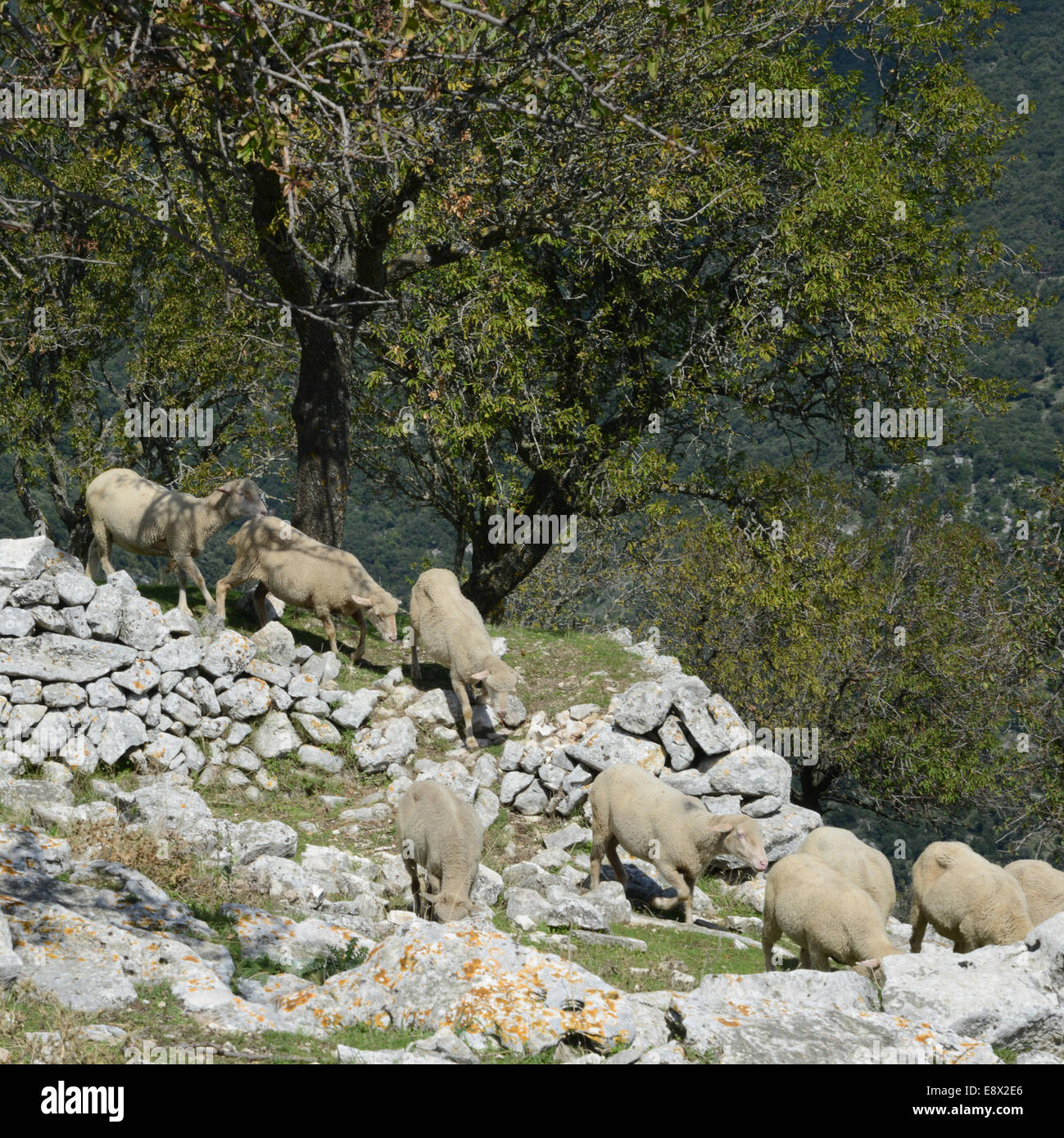 Troupeaux de brebis sur montagne, Monte Sant'Angelo, péninsule du Gargano, Pouilles, Italie Banque D'Images