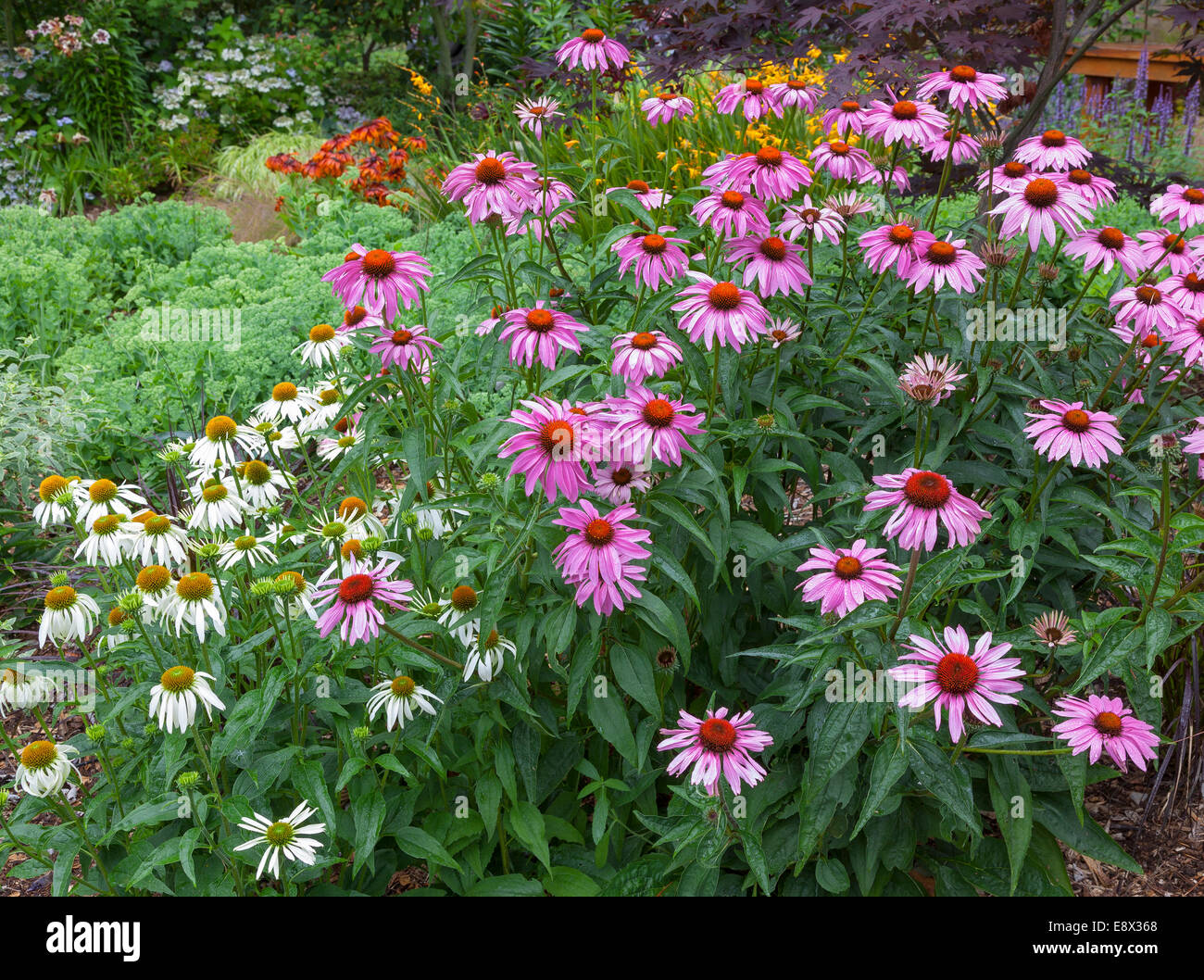 Vashon-Maury Island, WA : floraison d'echinacea purpurea 'Magnus' et 'White Swan' dans un lit de jardin de sedum 'Autumn Joy', Banque D'Images