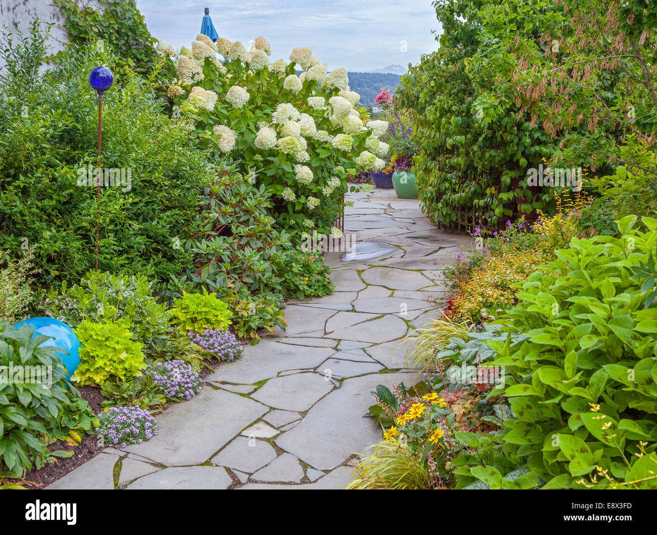 Vashon-Maury Island, WA : Driscoll, dalle de jardin d' voie persicaria, limelight hortensia et alyssum Banque D'Images