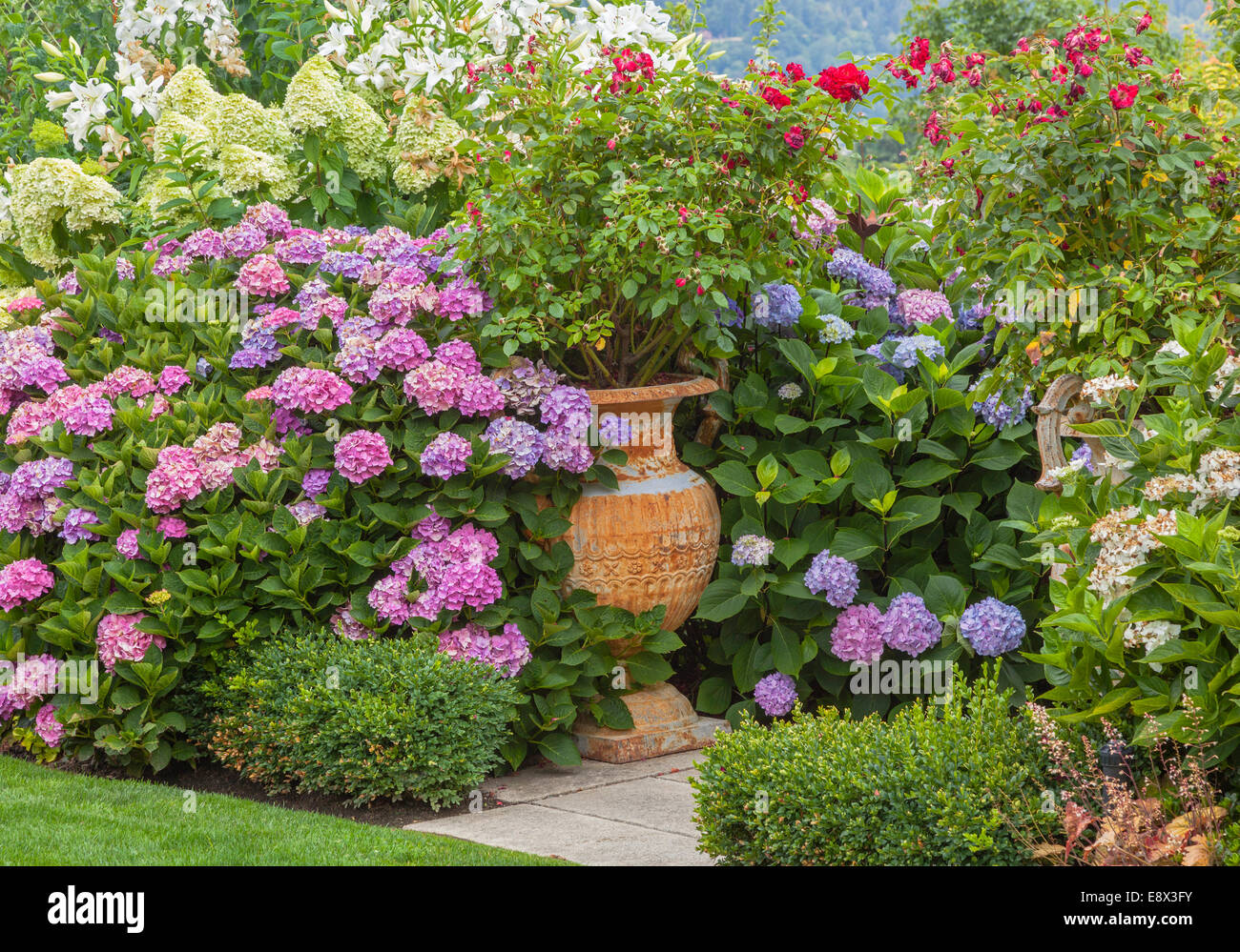 Vashon-Maury Island, WA : urnes en pot dans un jardin éternel doté d'hortensias, de roses, de lis et de buis. Banque D'Images