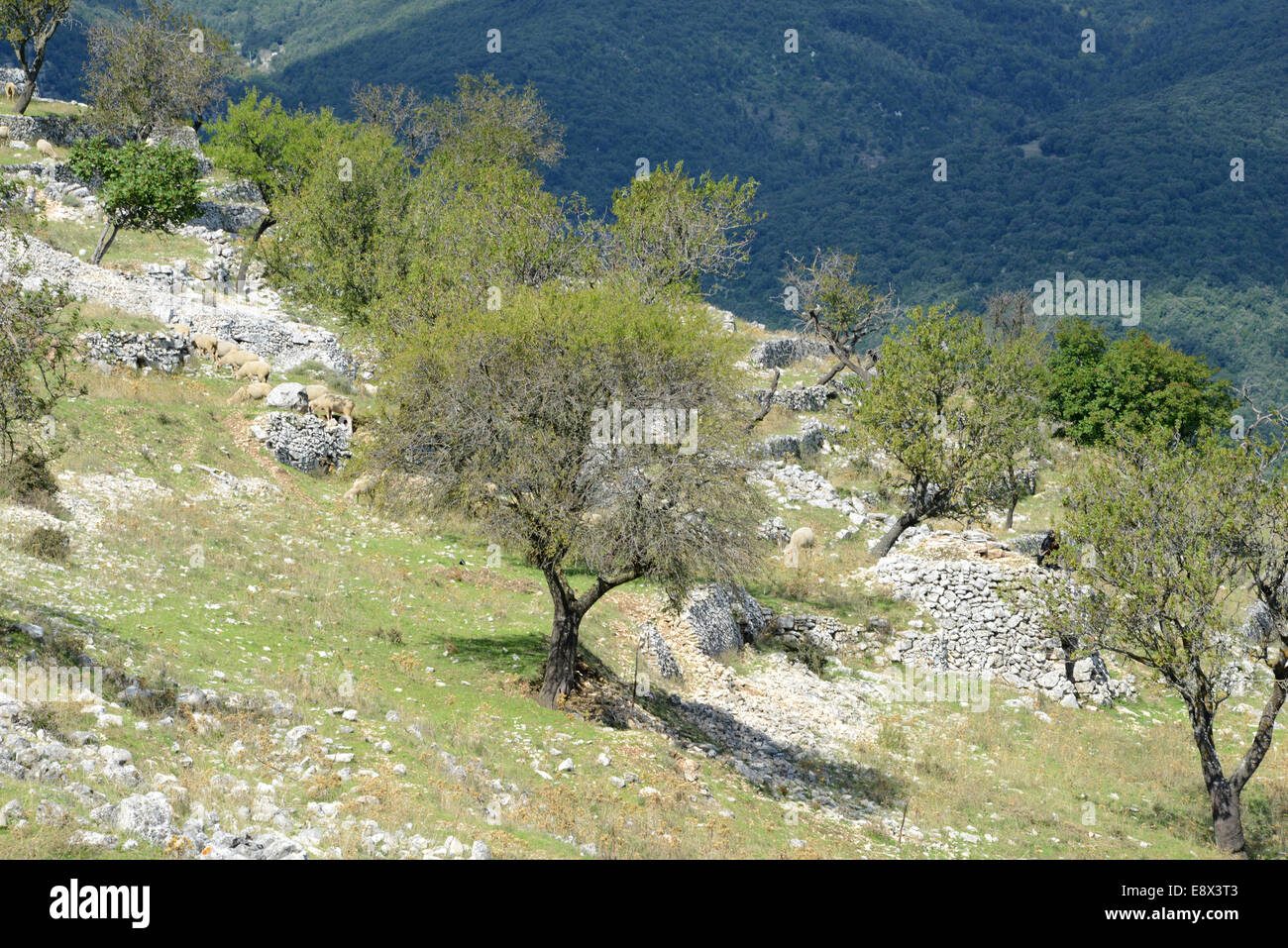 Troupeaux de brebis sur montagne, Monte Sant'Angelo, péninsule du Gargano, Pouilles, Italie Banque D'Images