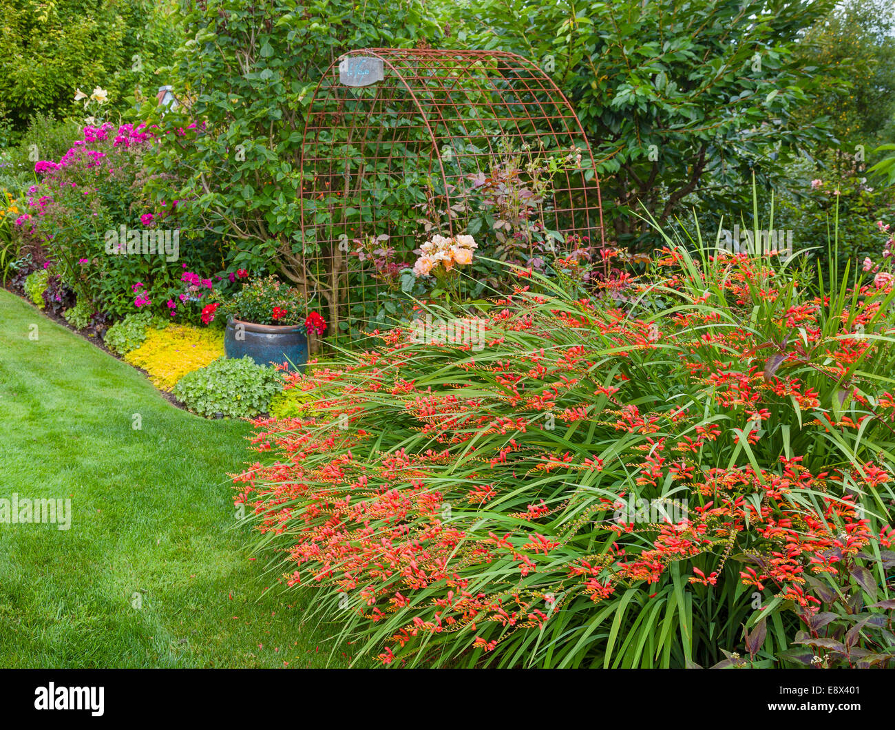 Vashon-Maury Island, WA : Orange crocosmia fleurit dans un jardin de vivaces d'été Banque D'Images
