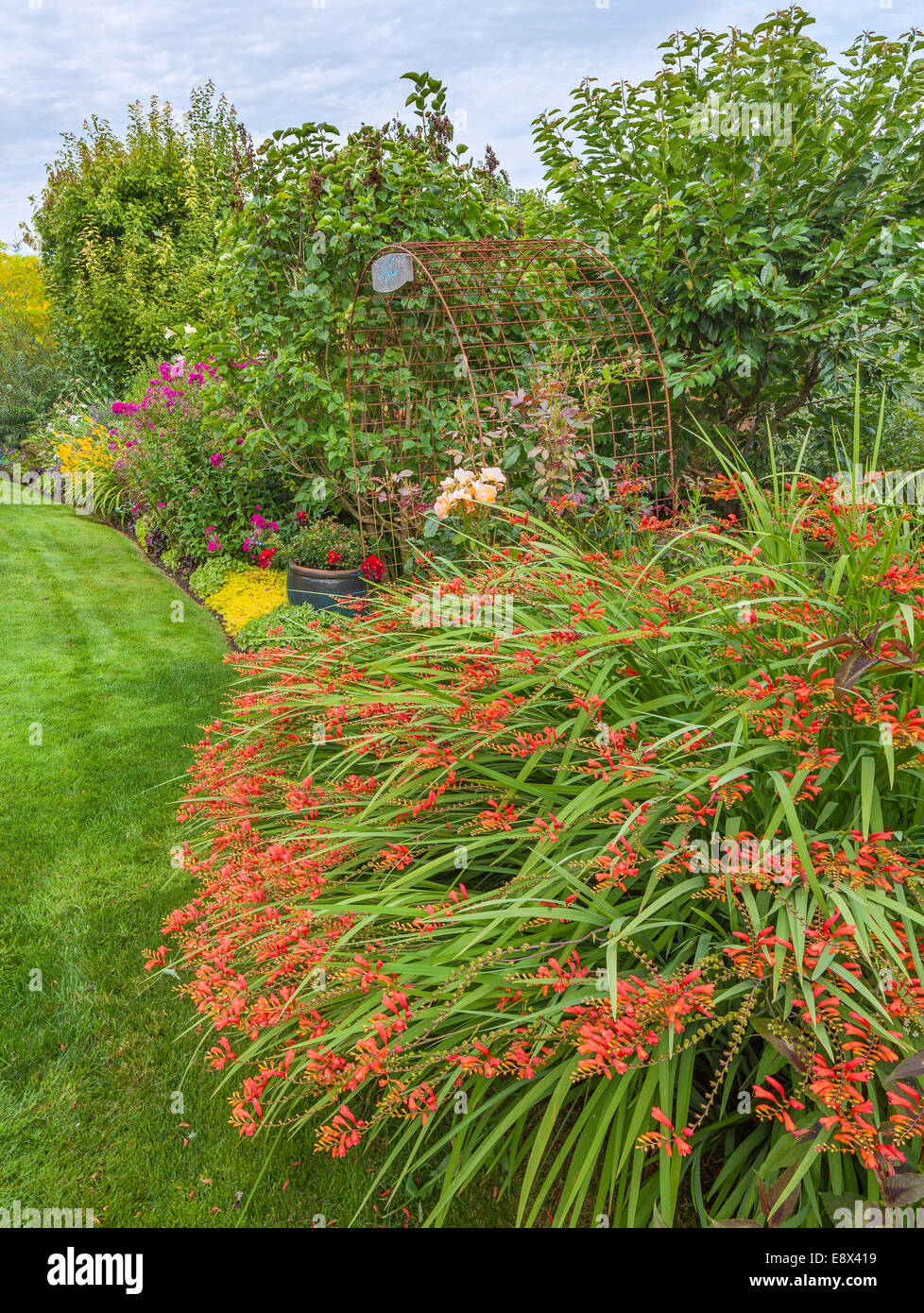 Vashon-Maury Island, WA : Orange crocosmia fleurit dans un jardin de vivaces d'été Banque D'Images