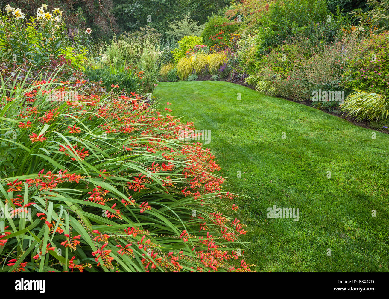 Vashon-Maury Island, WA : Orange crocosmia fleurit dans un jardin de vivaces d'été Banque D'Images
