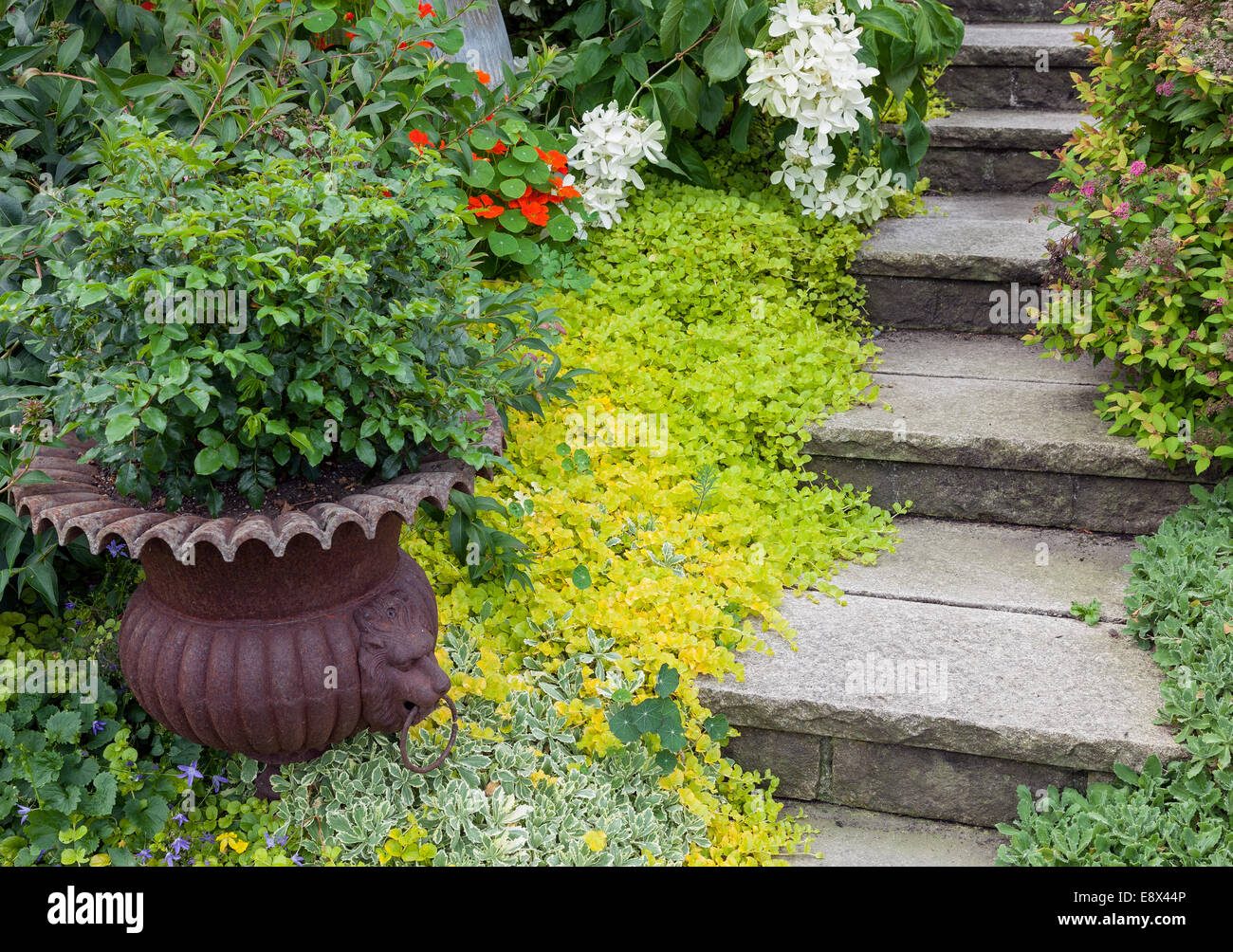 Vashon-Maury Island, WA : Urne en pot sur l'entrée de l'escalier en pierre avec golden creeping Jenny, Saxifraga et campanula Banque D'Images