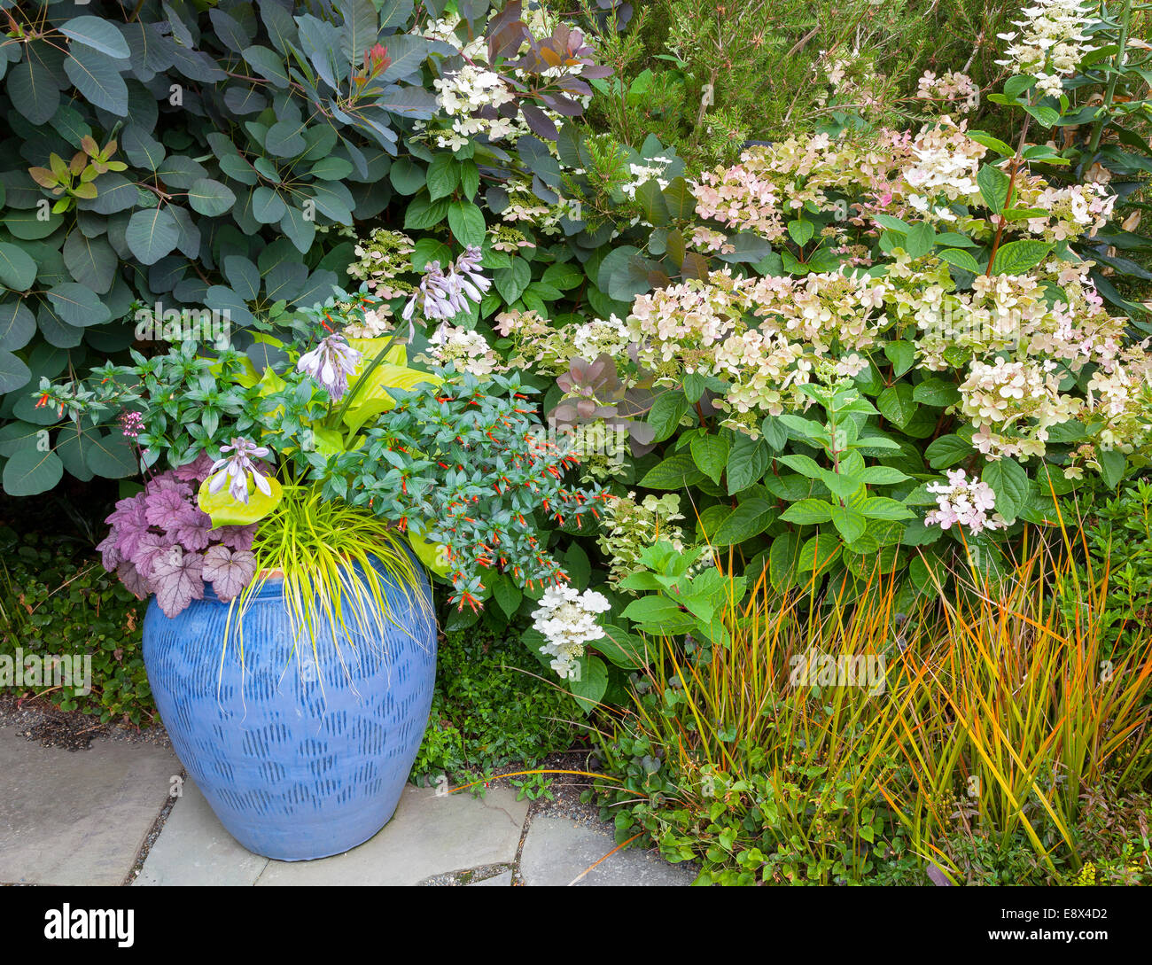 Vashon-Maury Island, WA : pot en céramique avec herbes forestières japonais, hosta, Penstemon, heuchera et fumée avec Bush et hydranga Banque D'Images