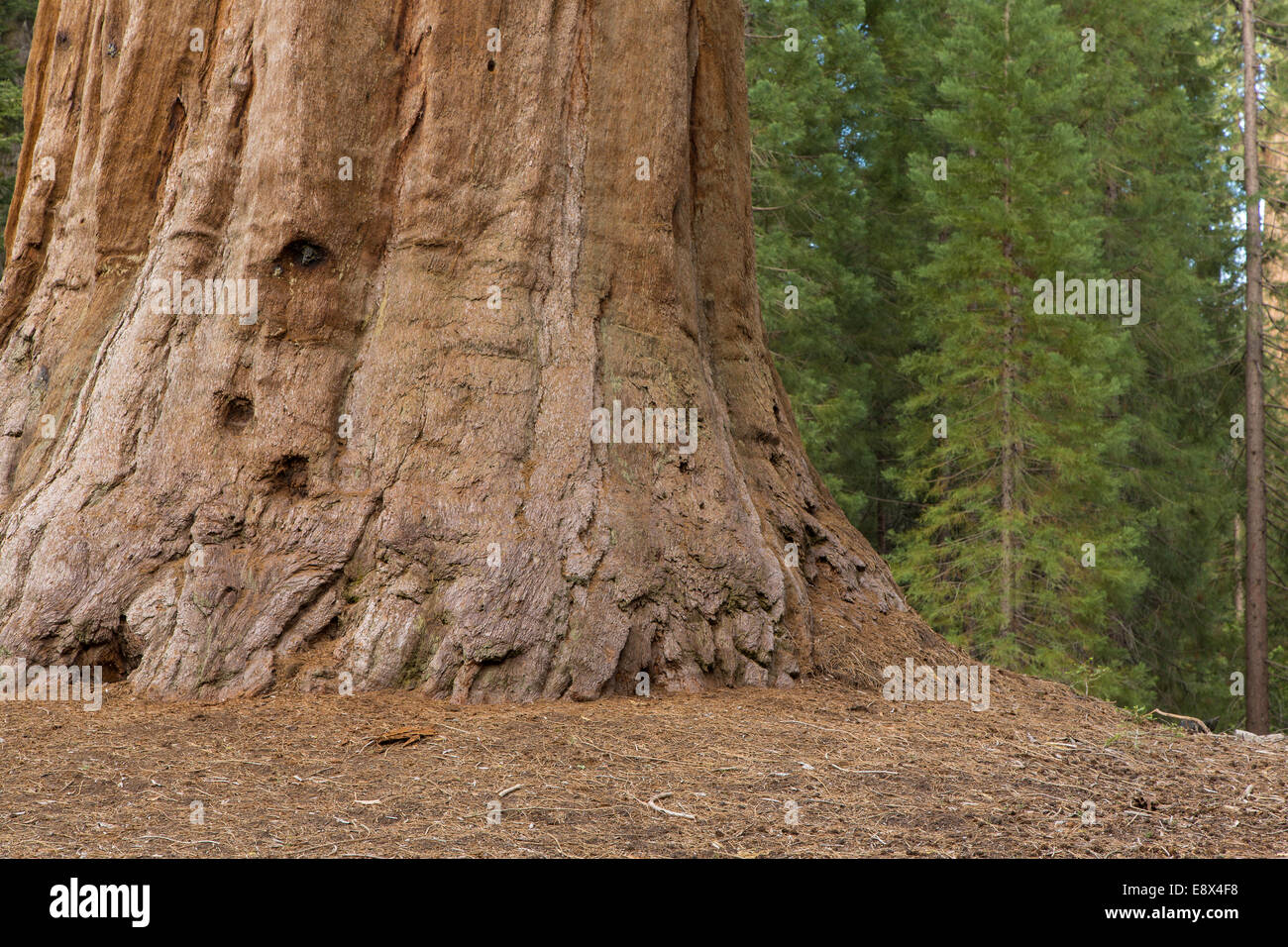 Sequoia géant, ou bois rouge, Sequoiadendron giganteum, Sierra Nevada, en Californie. La base du tronc Banque D'Images